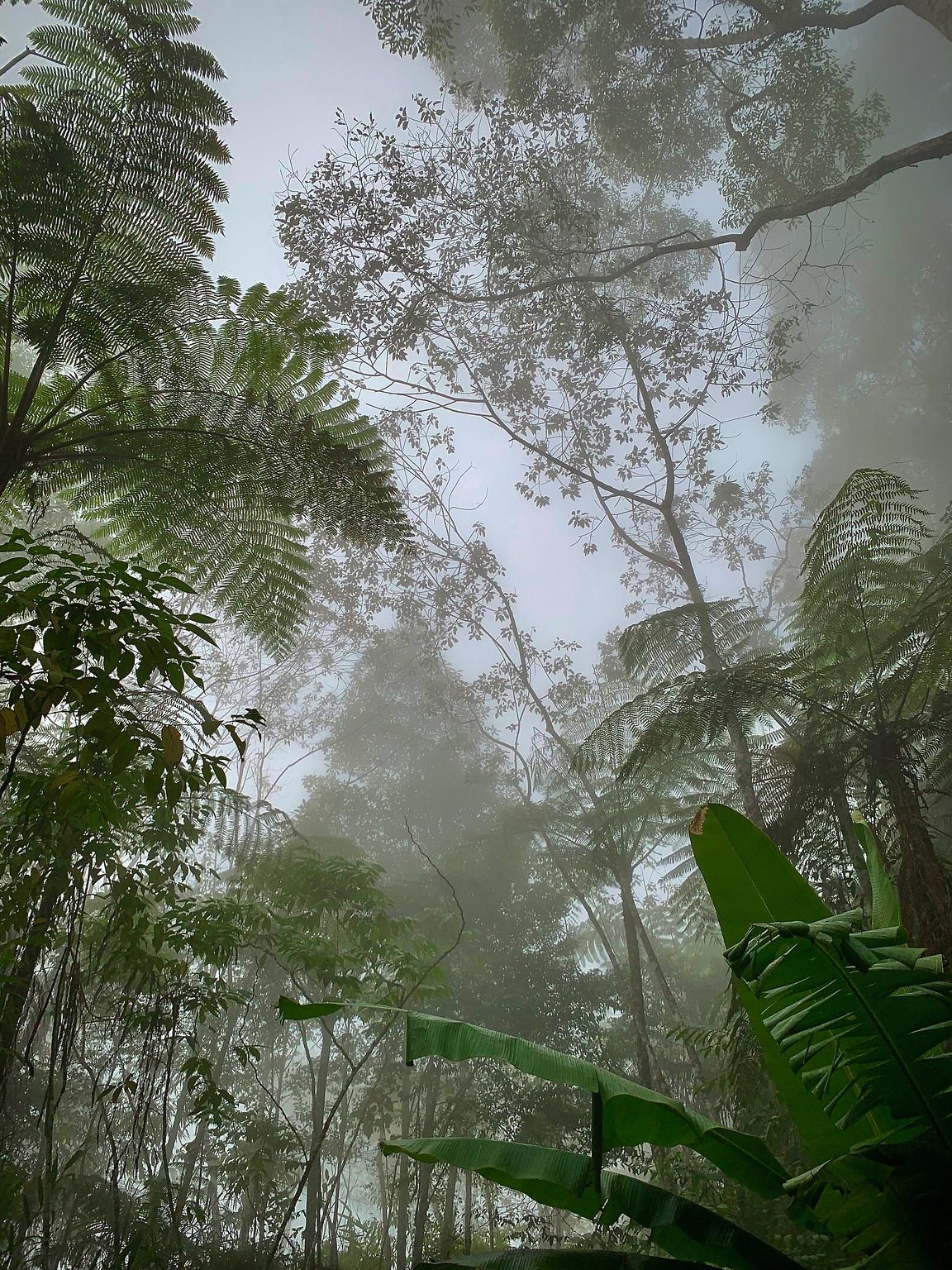 Clouds seen at tree height on the trail!