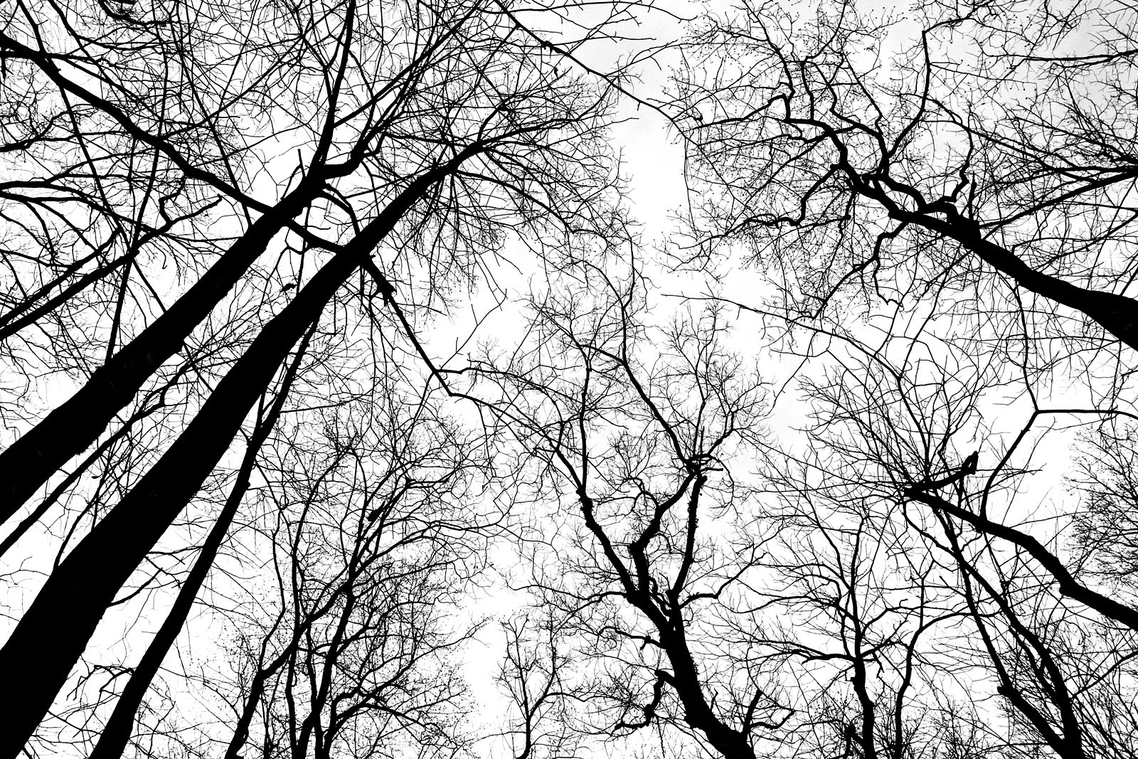 Black and white photo of tree limbs reaching towards the sky.