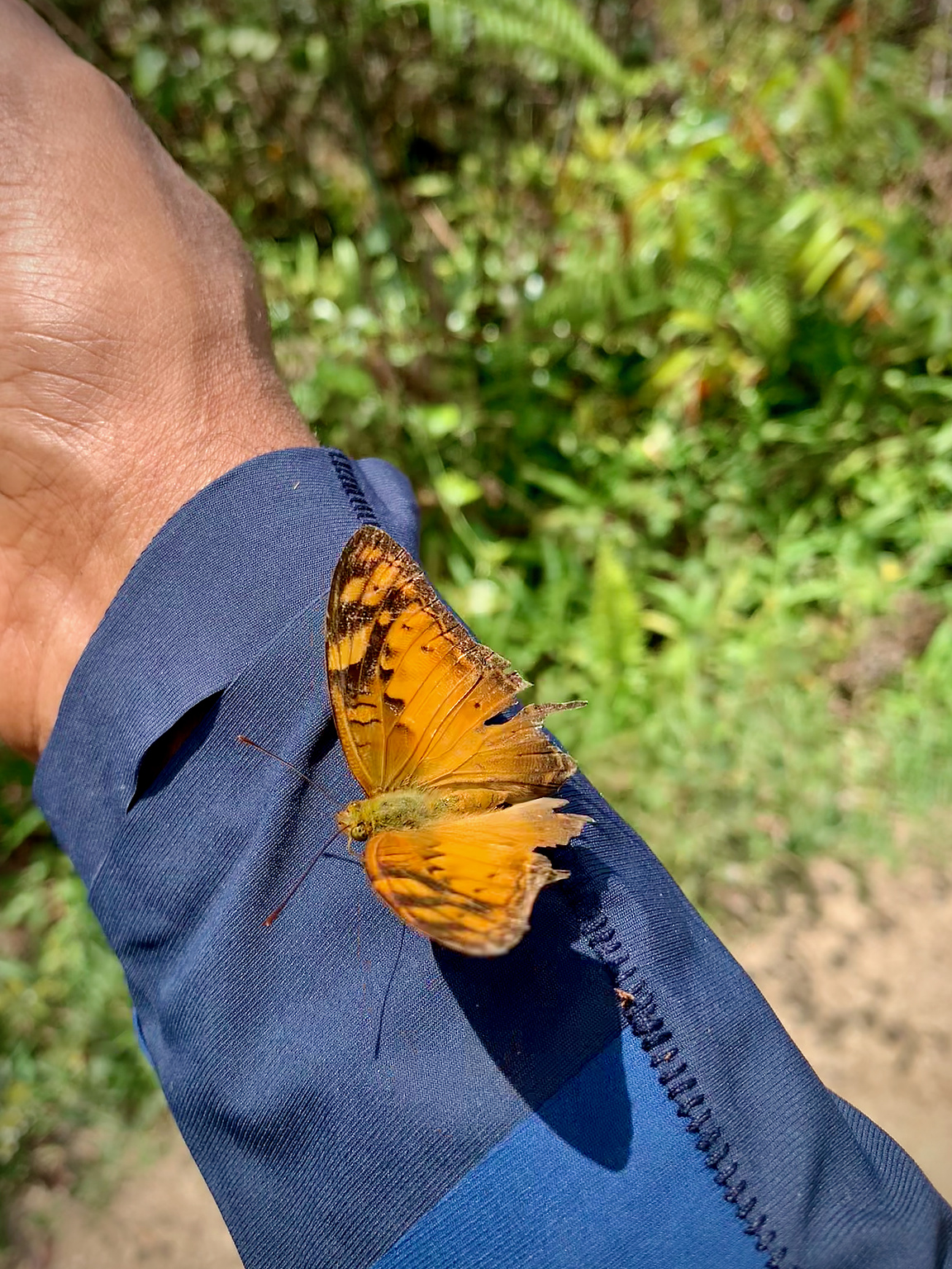 The summit was full of butterflies!