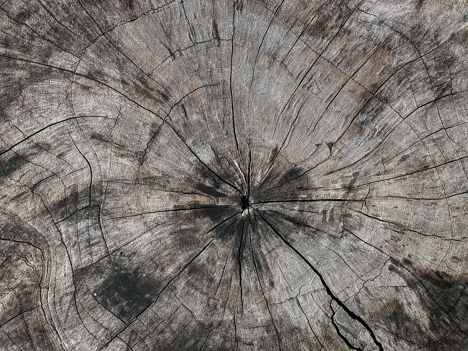 Cracks on the surface of a weathered tree stump.