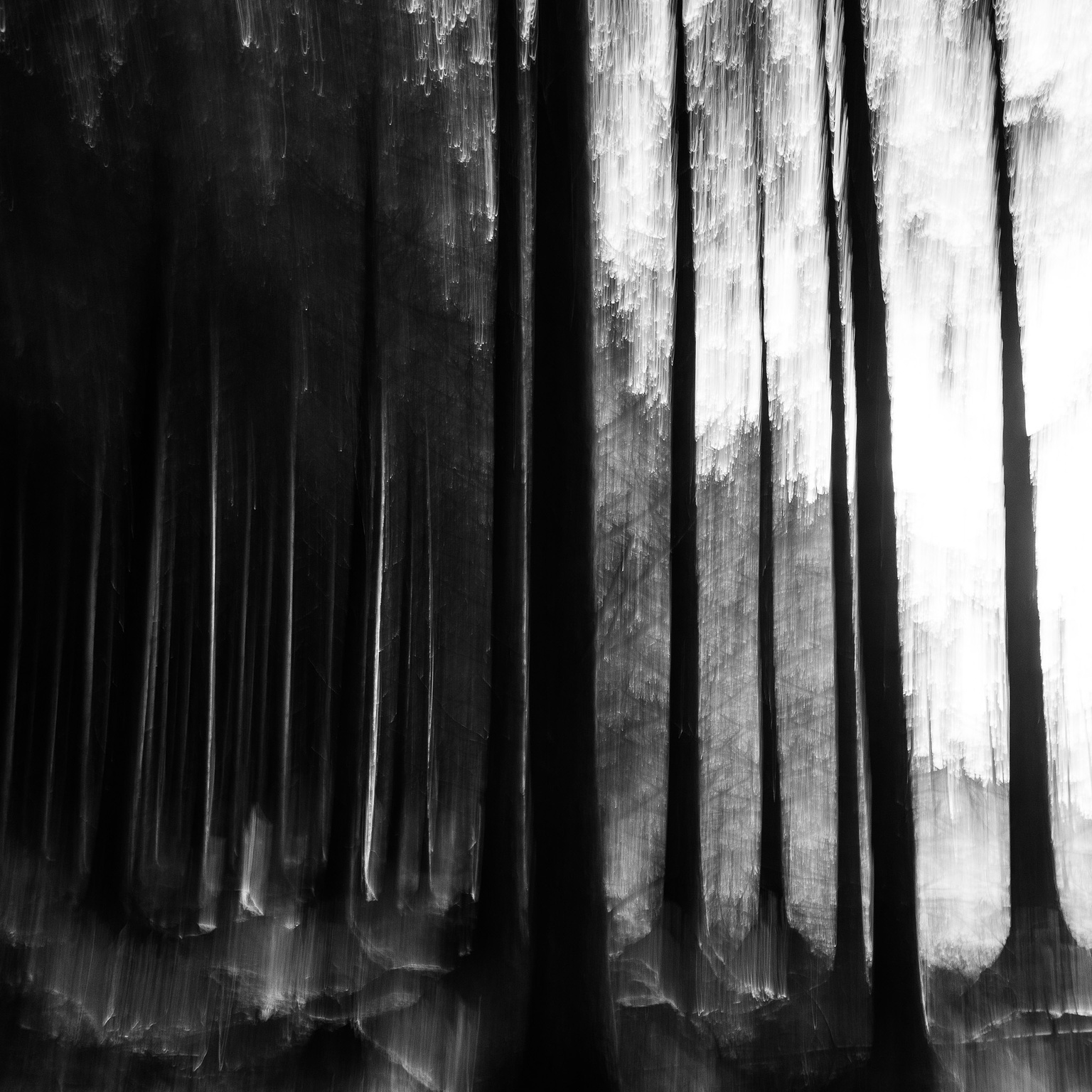 Square format black and white picture using the Intentional Camera Movement technique, which adds a subtle blur to the scene at the edge of a pine forest. The right side is lighter at the forest edge, and the light fades as the forest gets denser to the left. The frame is filled top to bottom by the trunks of tall pine trees, the light falling off as the trees get denser towards the left.