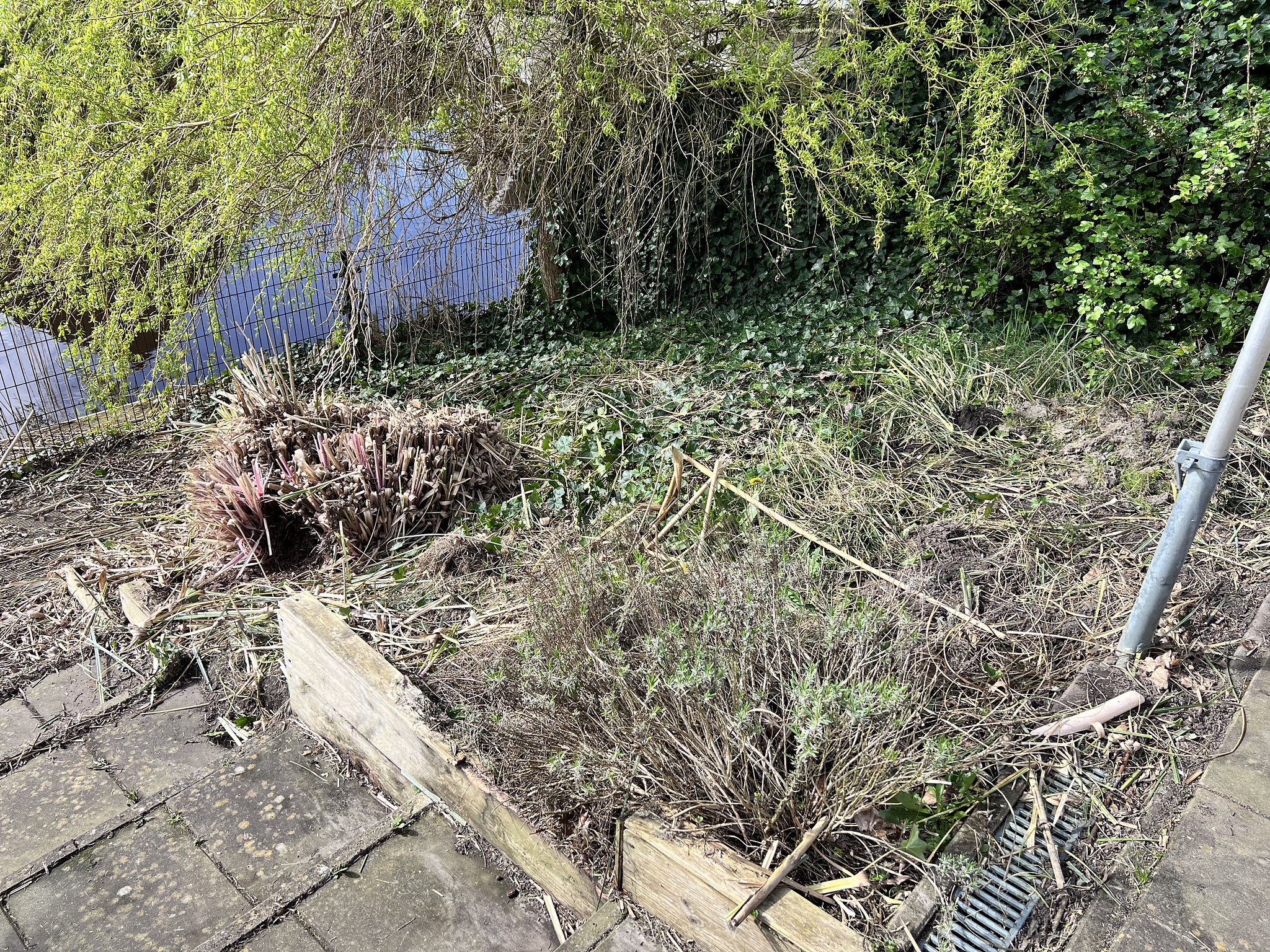 Picture before that pesky bottom root had not come out yet