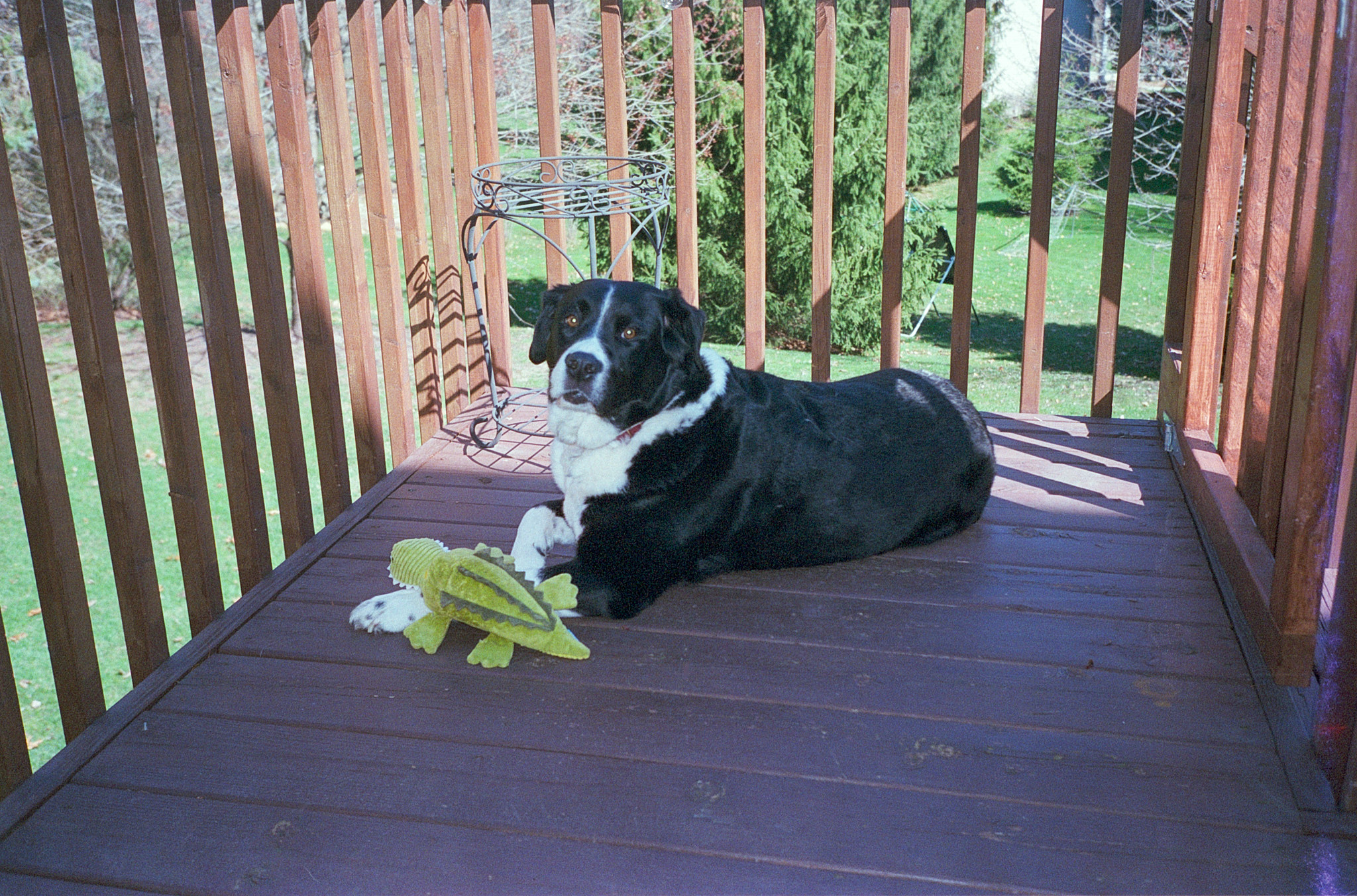 Alice (and Ally Gator). First outing on the deck this season