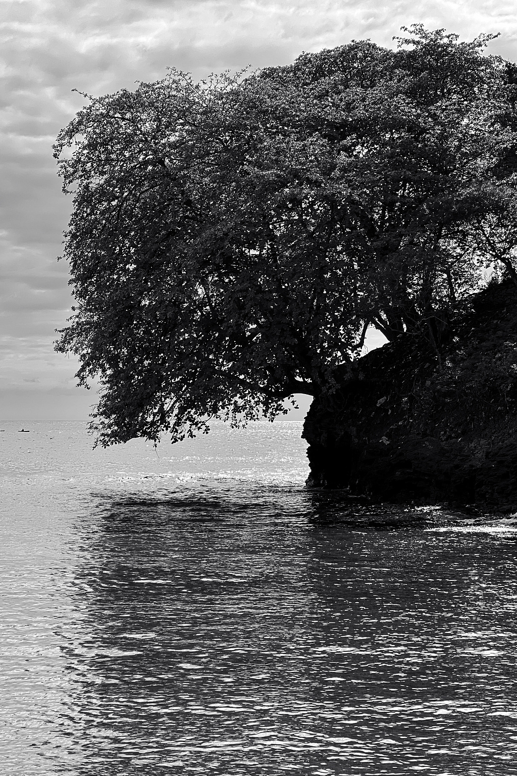 a tree by the ocean. 