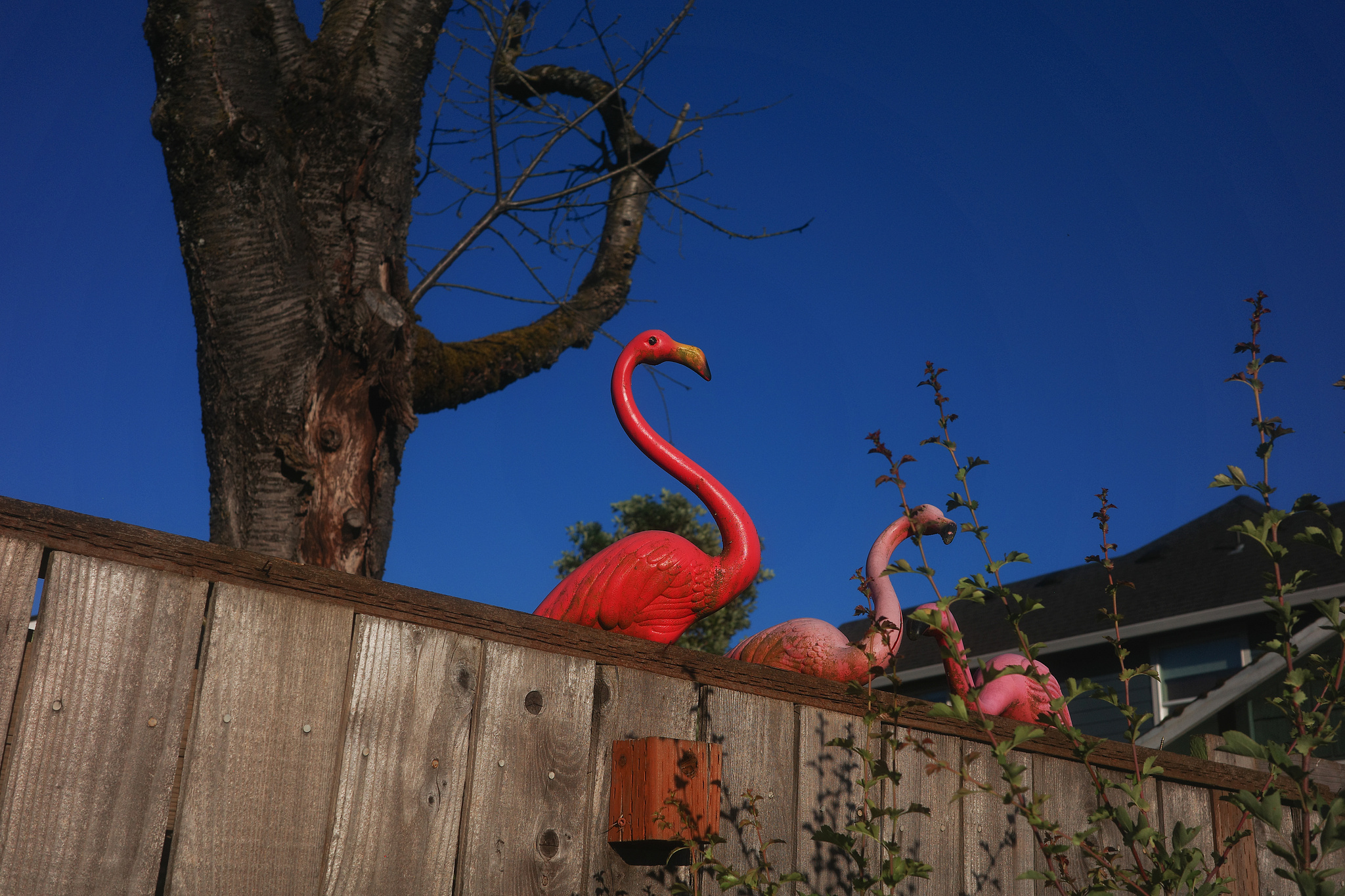 Pink flamingos on a wooden fence against a blue sky.