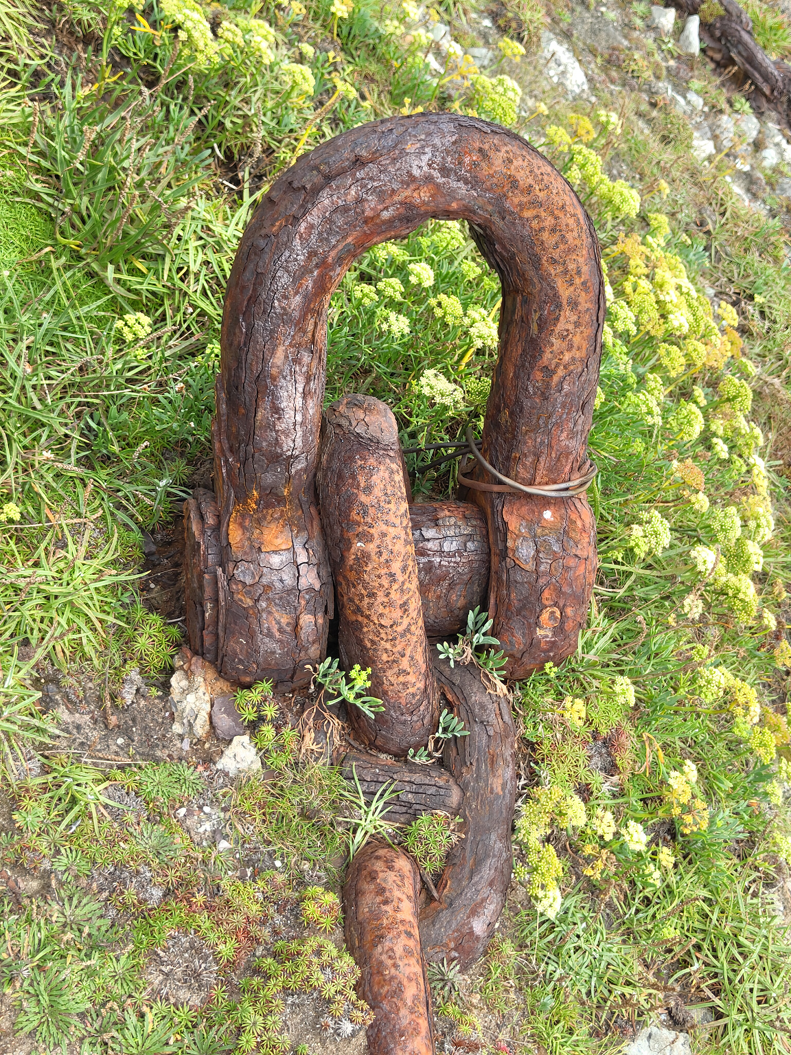Strong corrosion on a chain stay surrounded by grass, moss and lichen