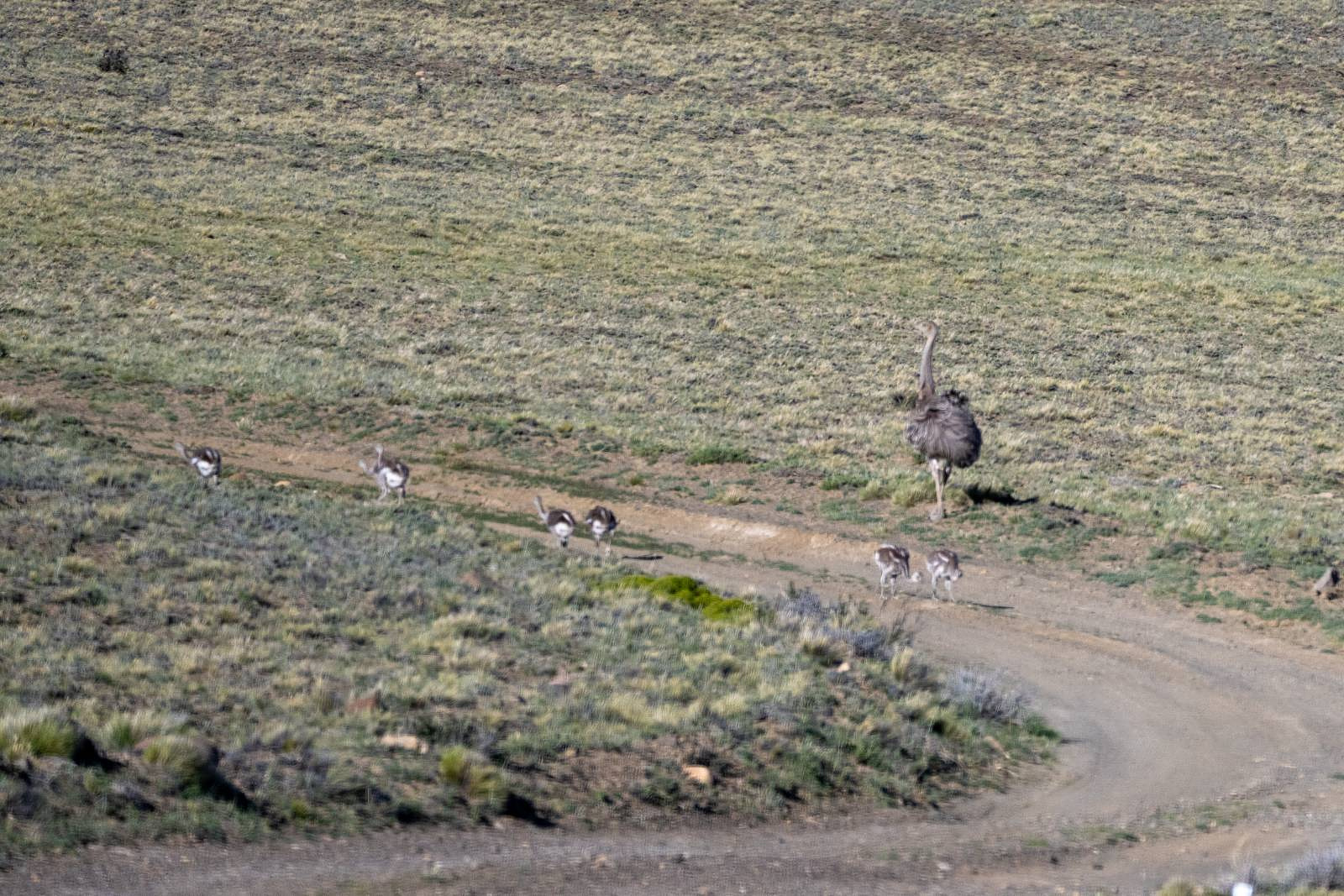 A Rhea, a walking bush with babies
