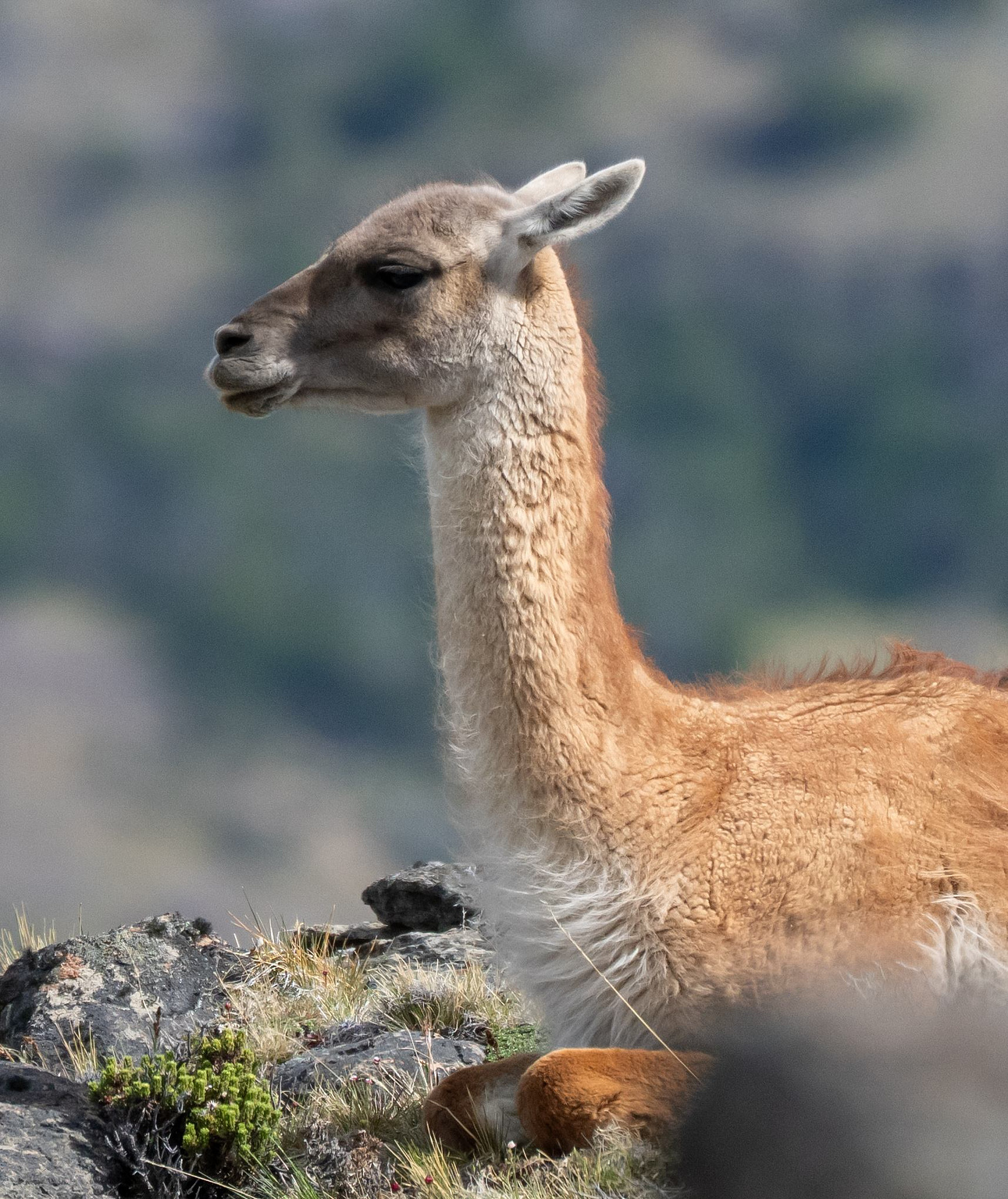 Guanaco resting 