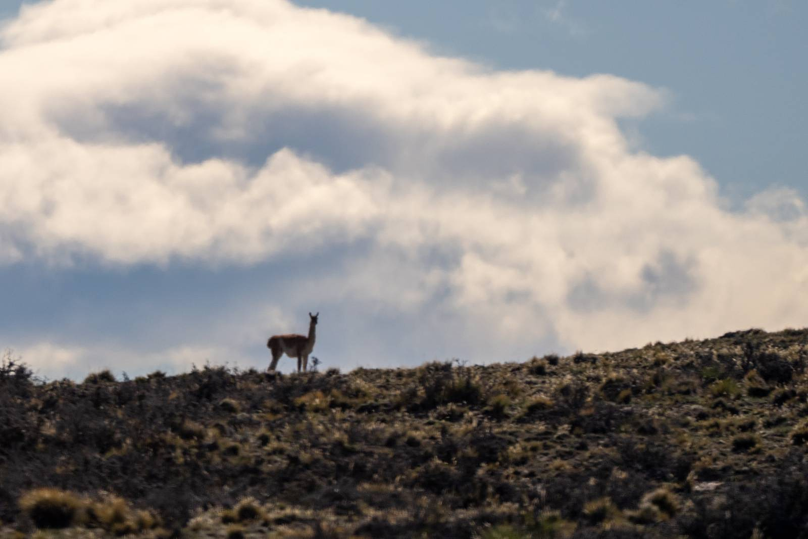 Lone Guanaco on a hill