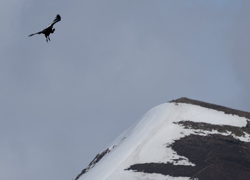 Andean Condor 