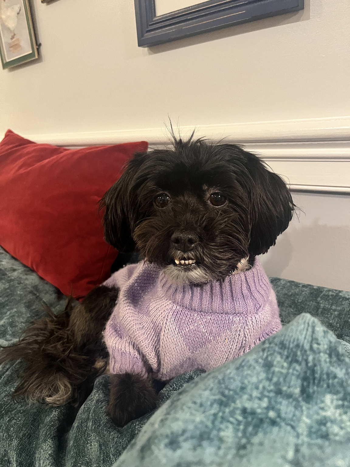 small black dog in a purple sweater sitting on a green couch