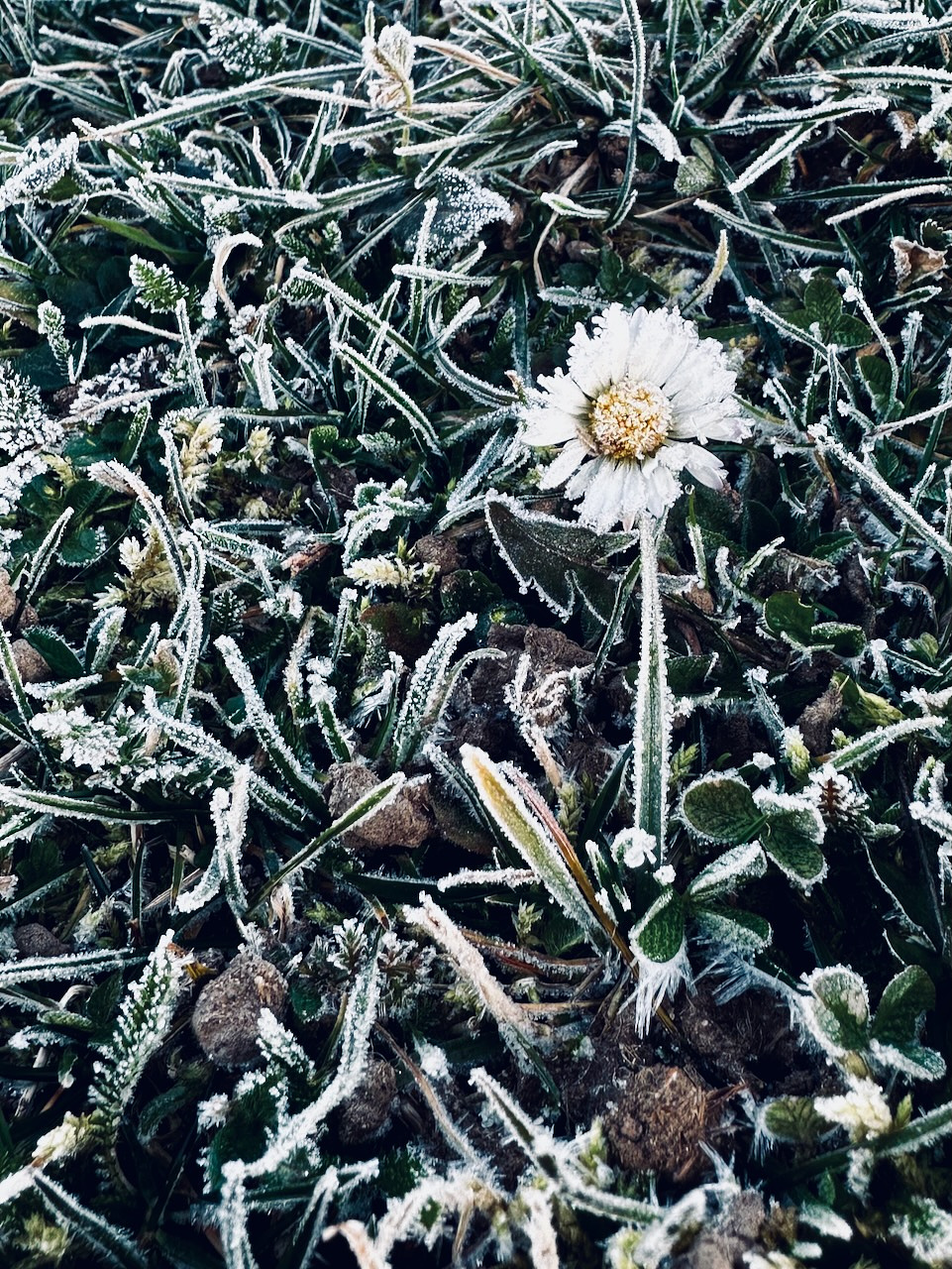 A close-up of a frosty field shows grass blades and small plants covered in a layer of white frost. In the center, a single white daisy stands out, also dusted with frost. The image captures the intricate details of the frozen texture against the green of the leaves and stems.