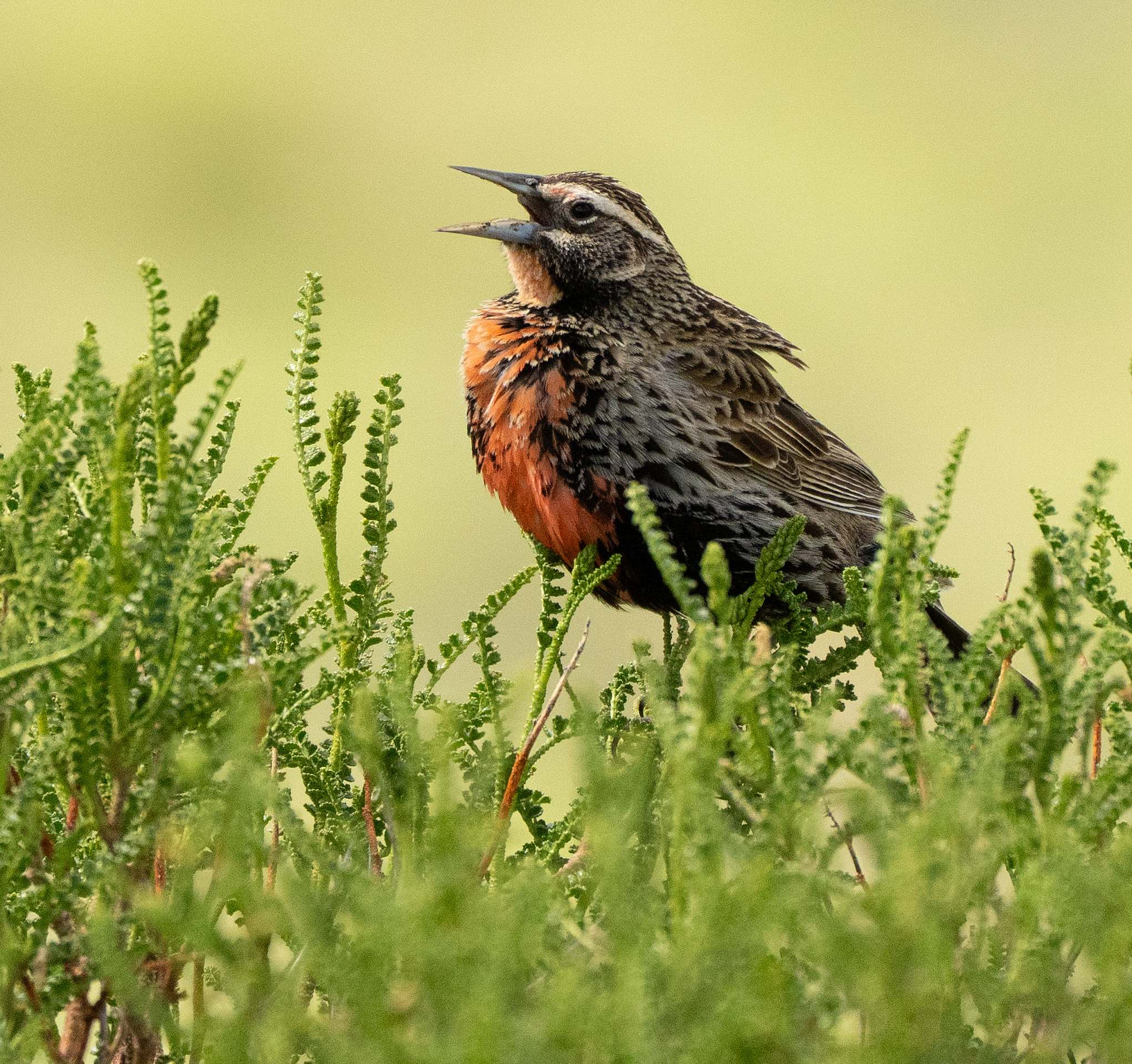 Long-tailed Meadowlark singing female 
