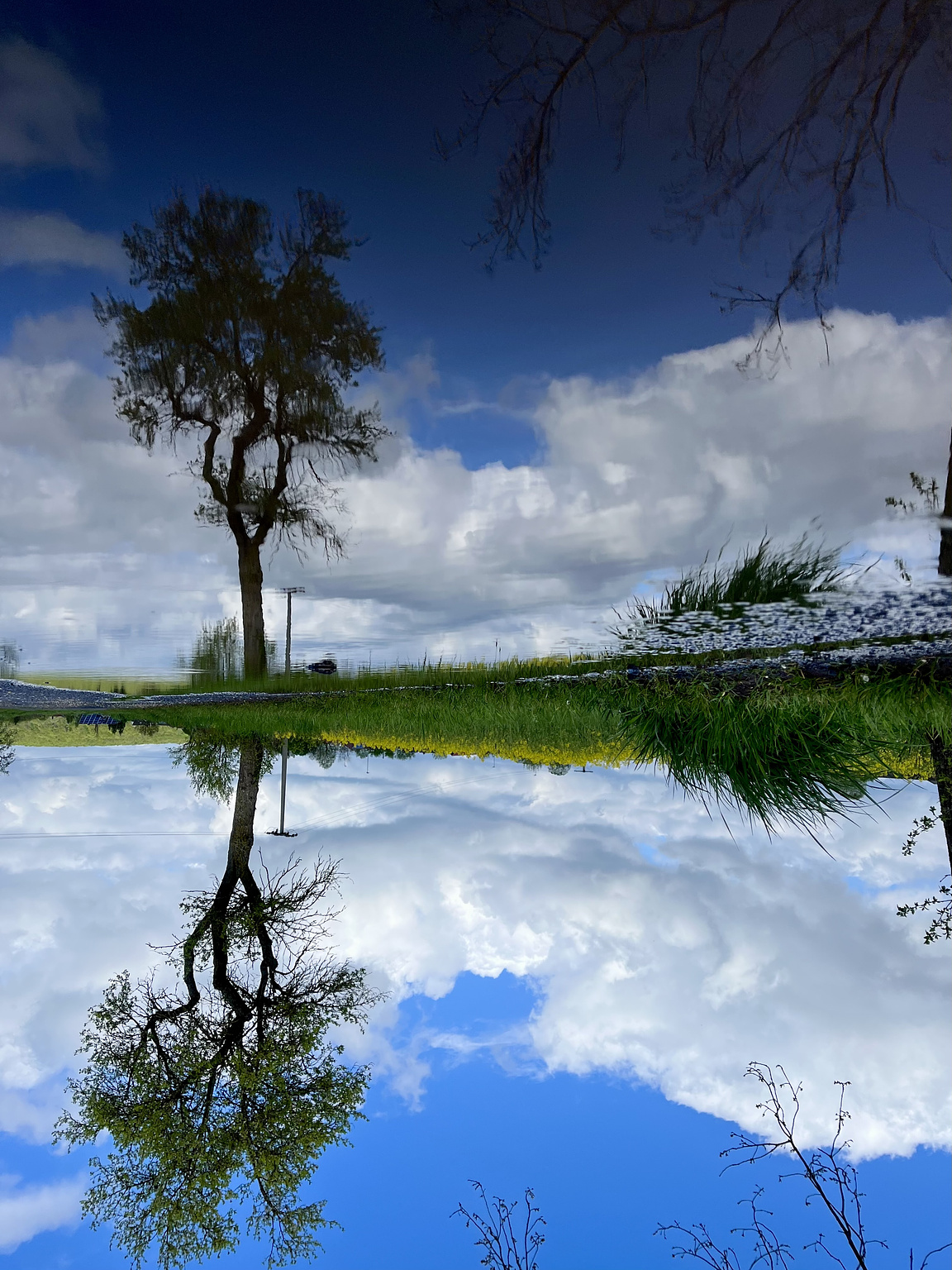 A tree, blue sky with white clouds, all reflected in a puddle. The picture is turned upsidedown.