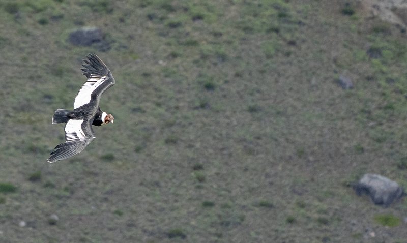 Andean Condor