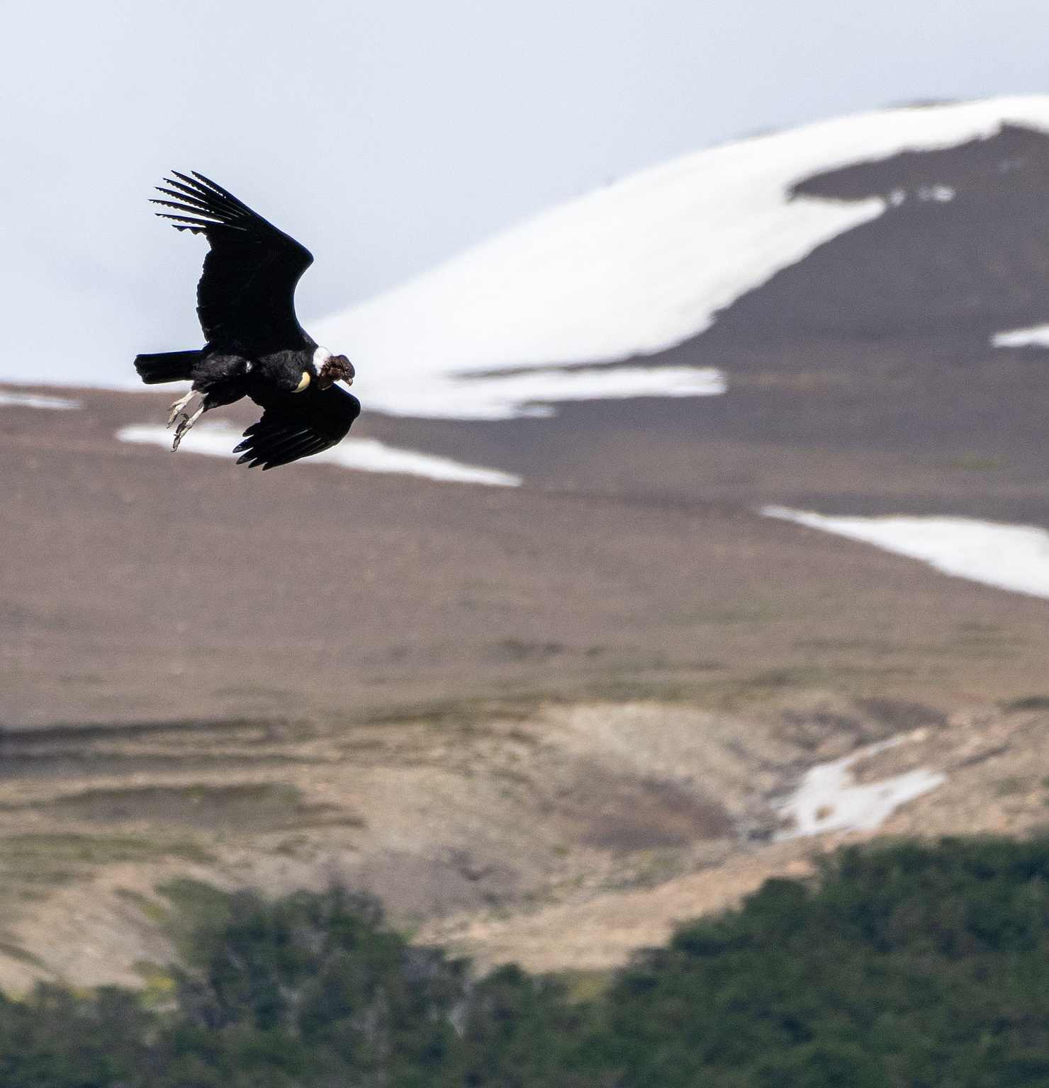Andean Condor coming into land with snowy hillside behind 