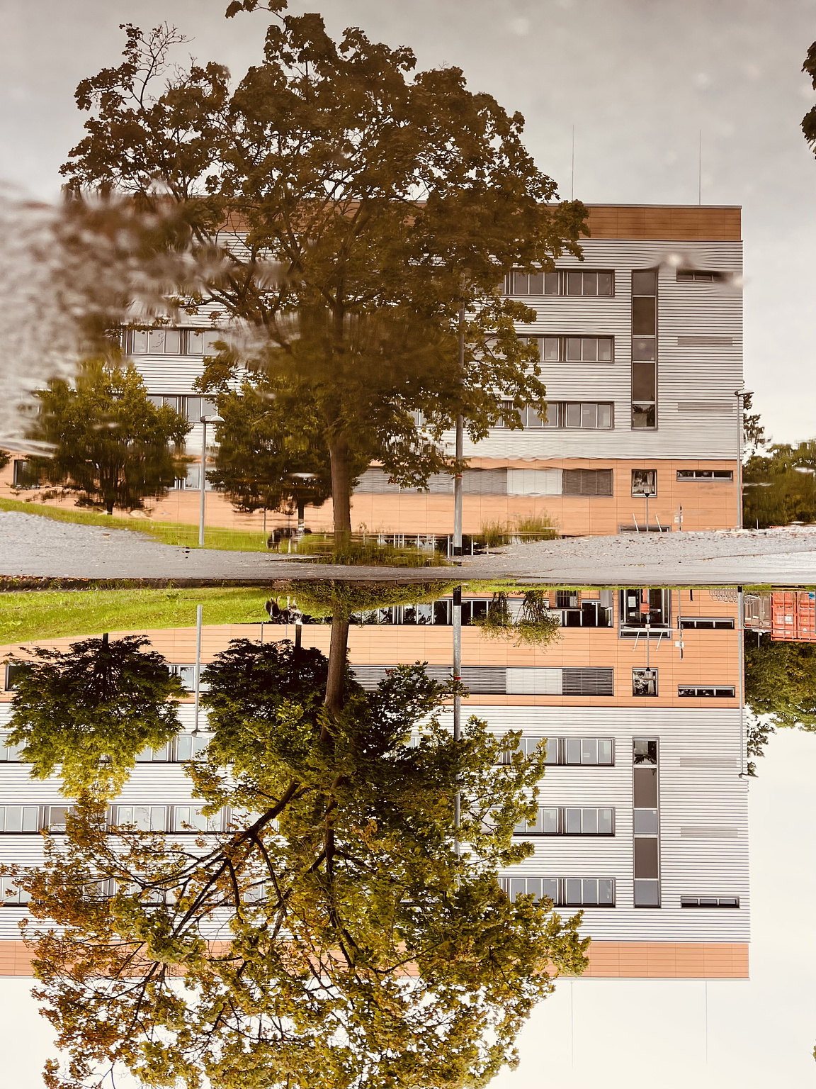 Modern building and a tree, reflected in a puddle. The picture is turned upsidedown.