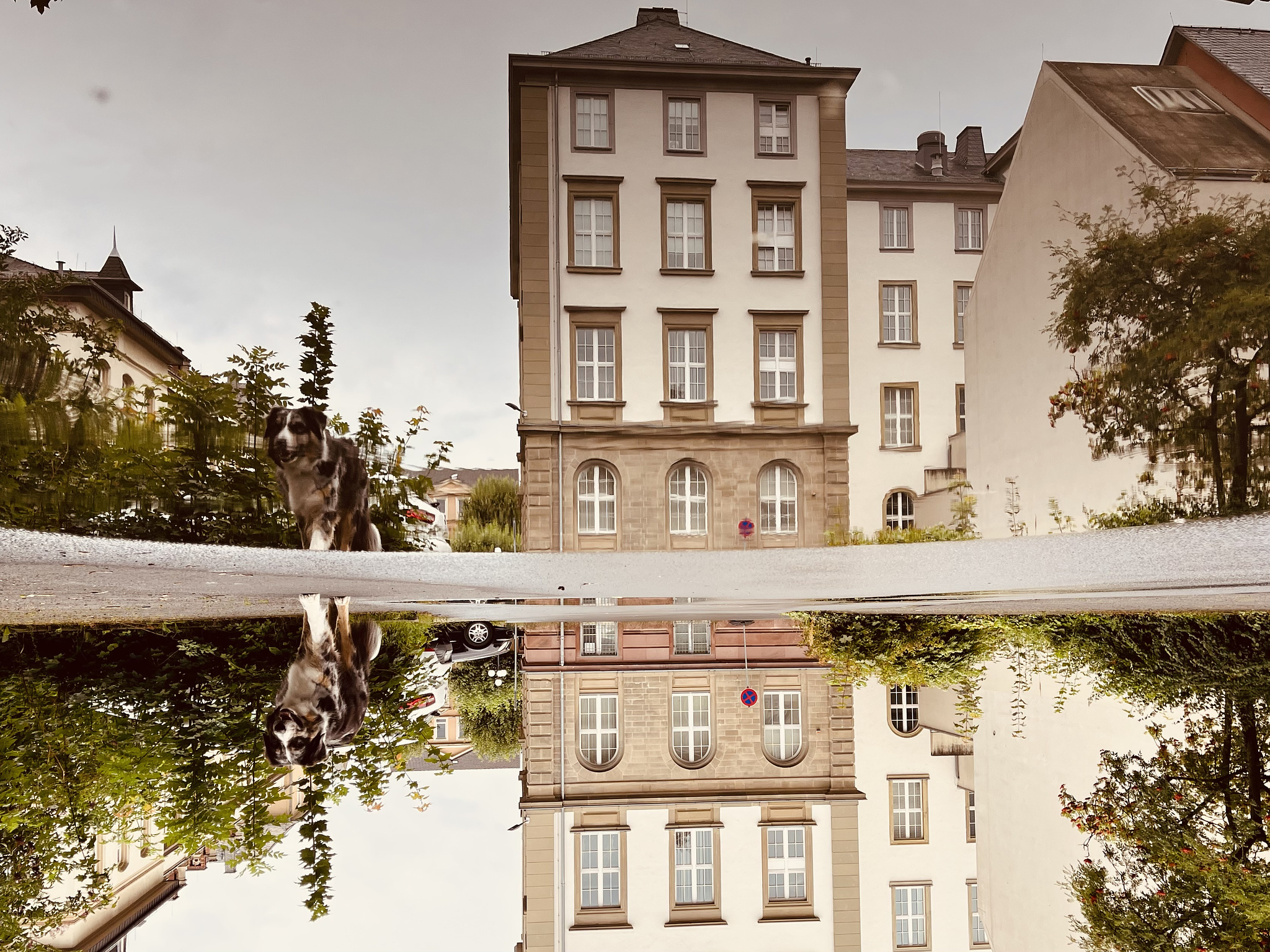 Historic building and a dog at the side, reflected in a puddle. The picture is turned upsidedown.