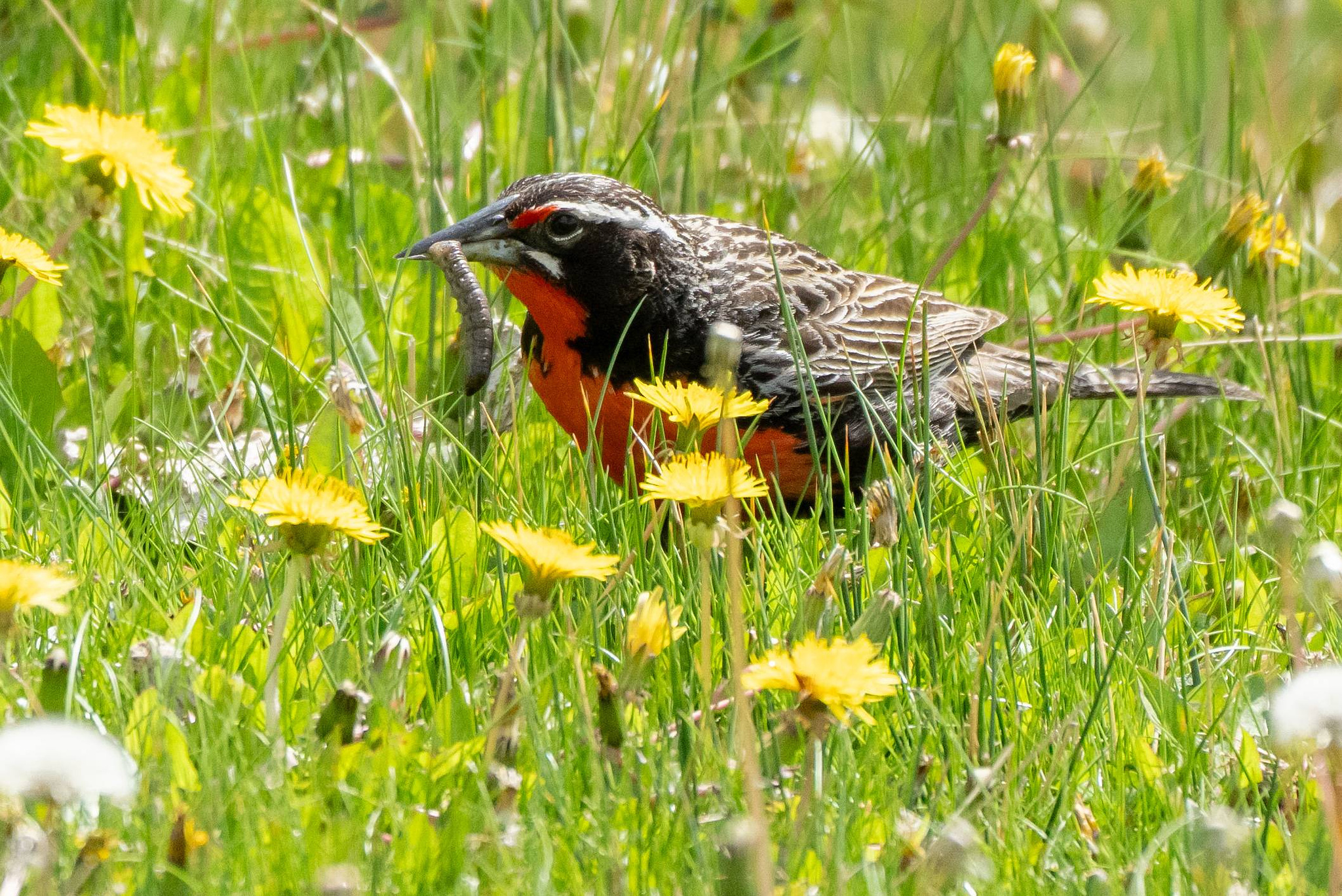 Long-tailed Meadowlark with grub