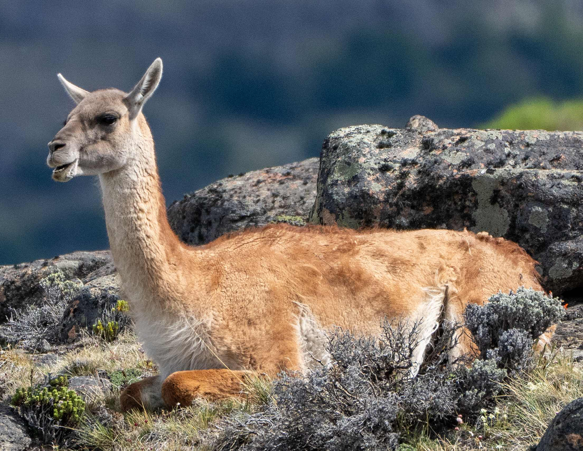 Resting Guanaco chewing 