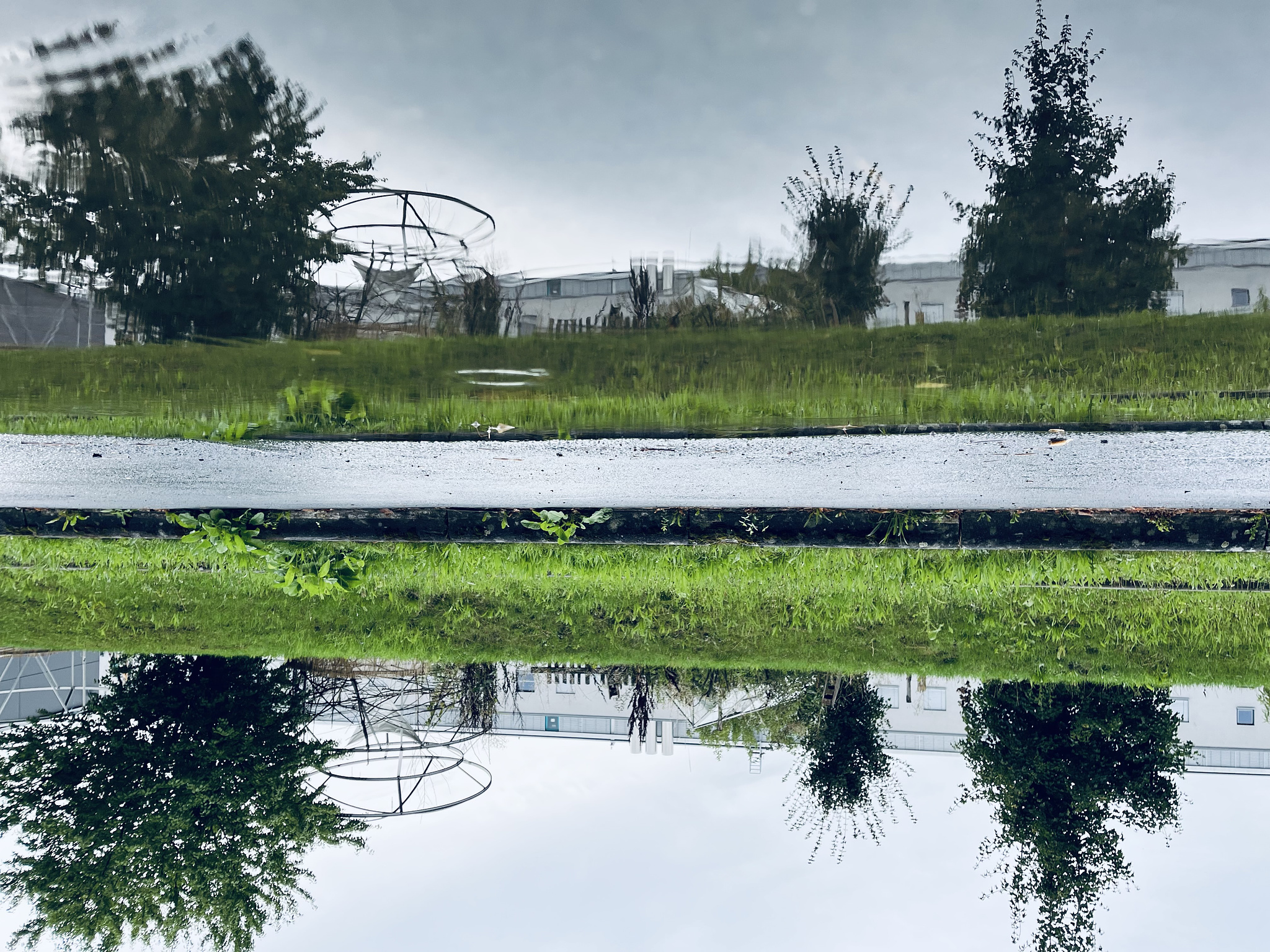 Bushes and Green grass, reflected in a puddle. The picture is turned upsidedown.