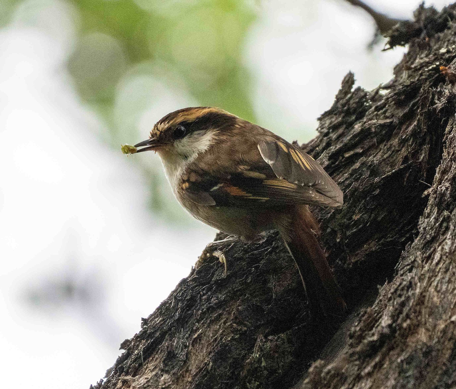Thorn-tailed Rayadito with insect perched on a tree trunk 