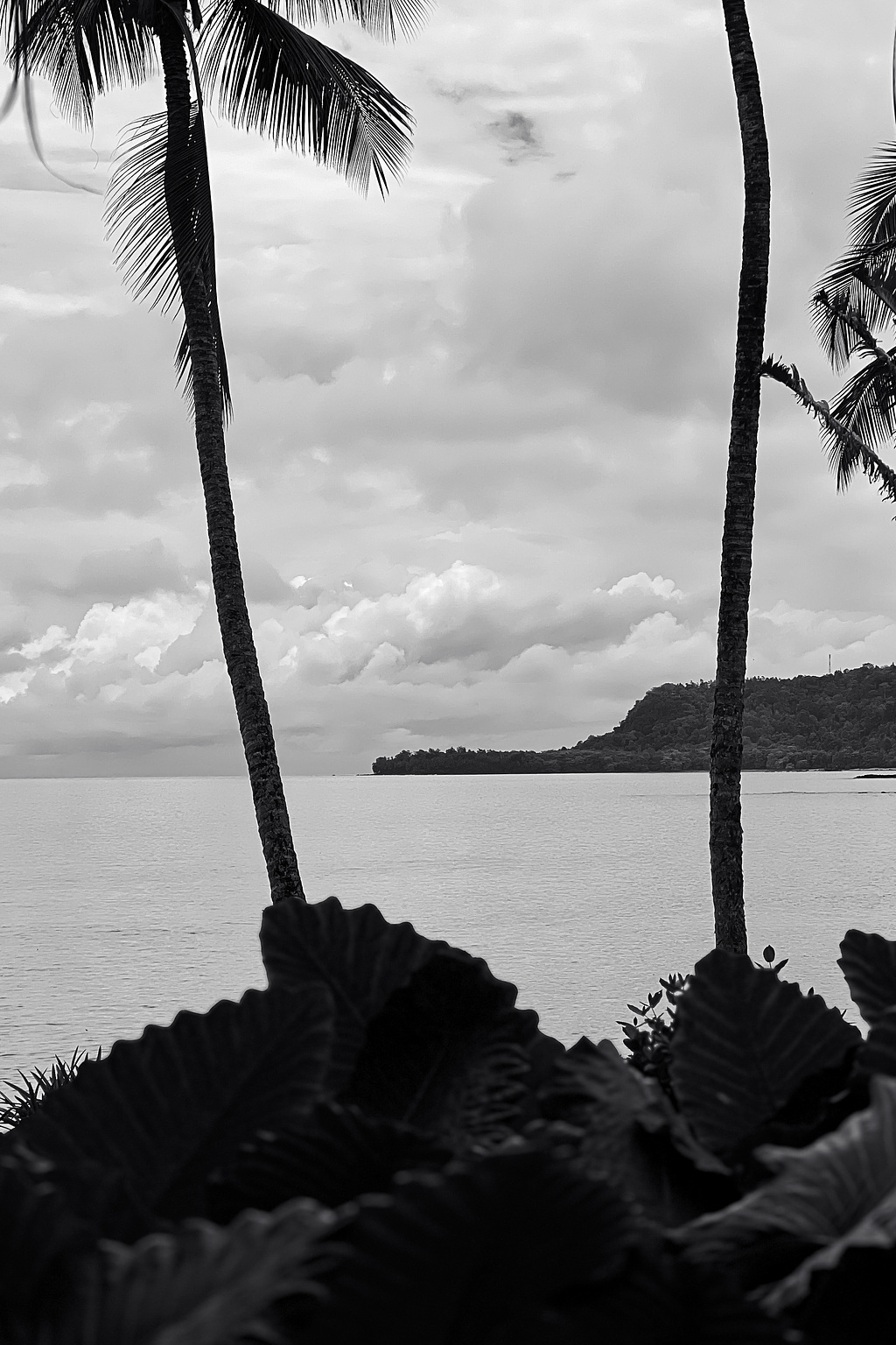 Palm trees, and the ocean. 