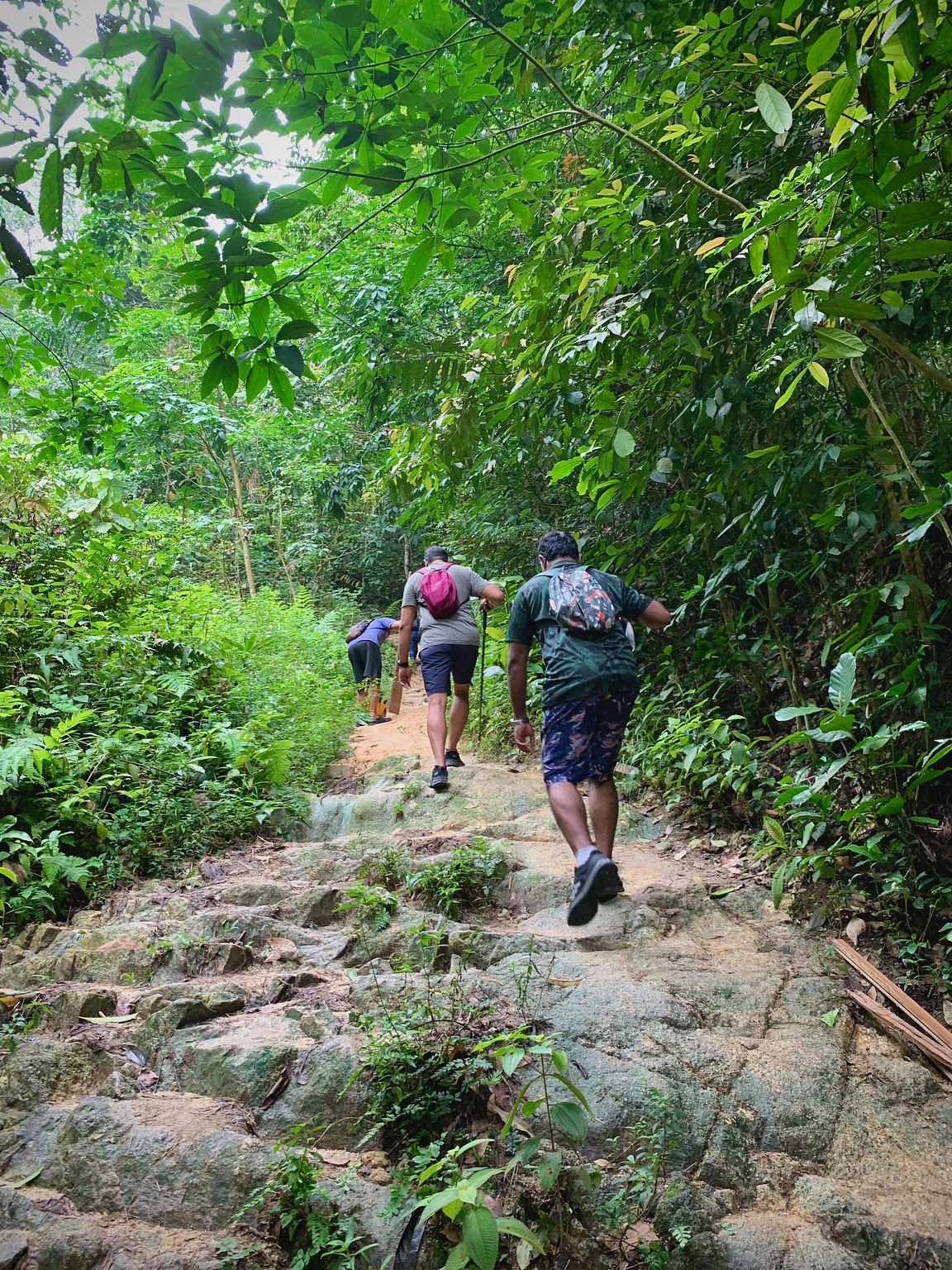 Few hikers at the trail head of Sri Bintang, walking through the foliage