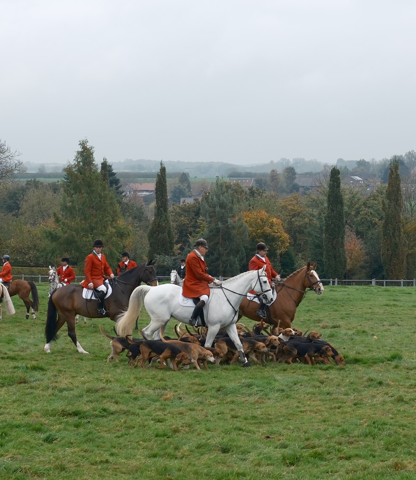 Elegant gezelschap ruiters in traditionele rode jachtjassen op prachtige paarden, omringd door een groep beagles tijdens een herfstige jachtbijeenkomst.