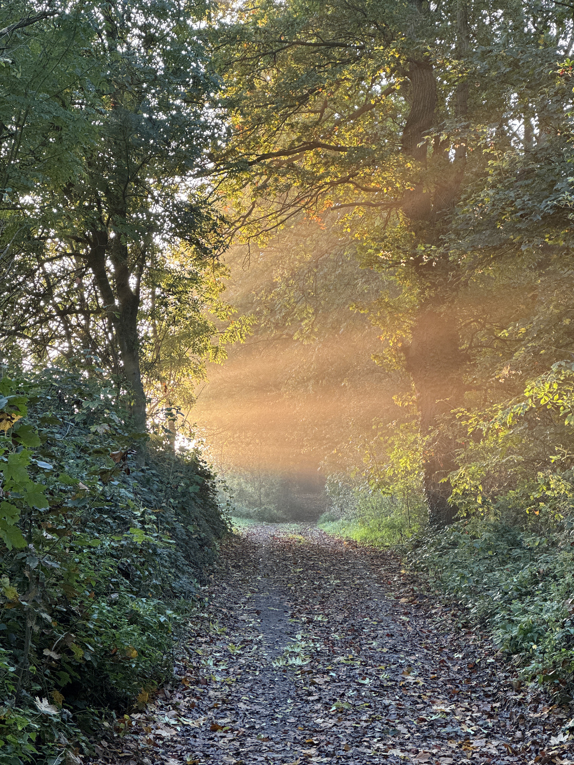 Een herfstachtig bospad bedekt met gevallen bladeren, waar gouden zonnestralen door het bladerdak schijnen en een mysterieuze sfeer creëren in de ochtendnevel.