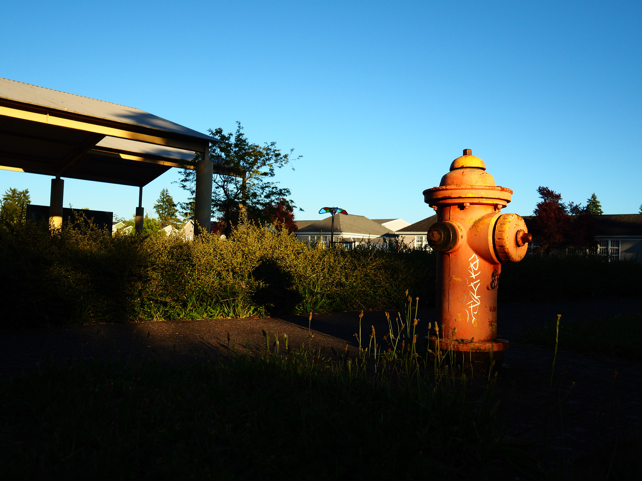 An orange fire hydrant in golden hour