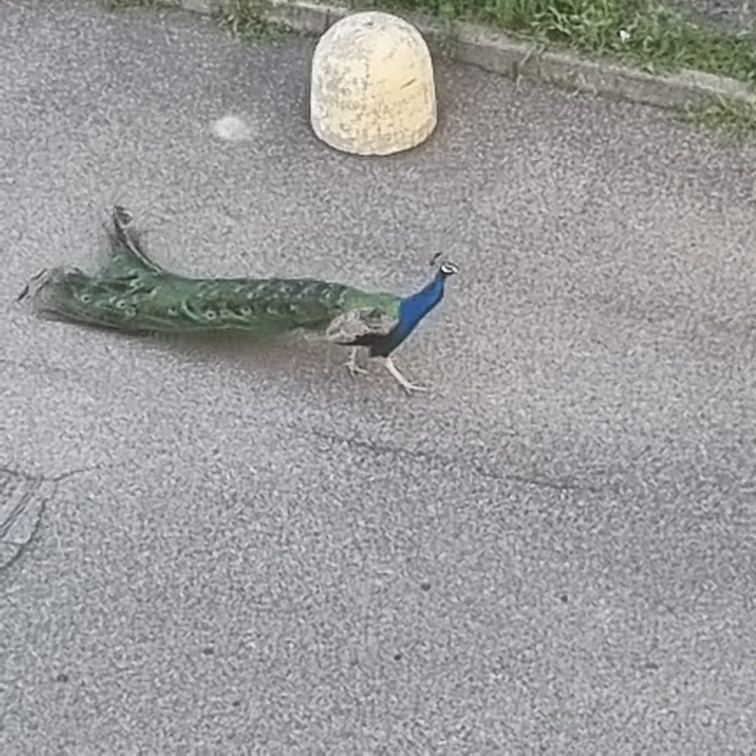 Diego, a peacock living inside the Niguarda Hospital in Milan - Italy