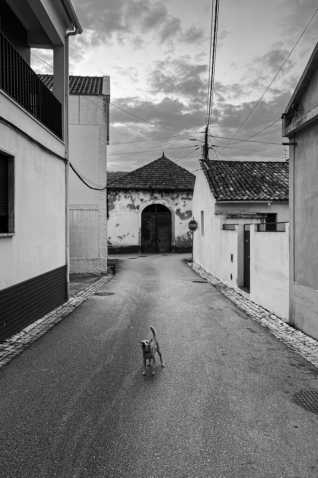 A tiny dog in the middle of the street, barking .