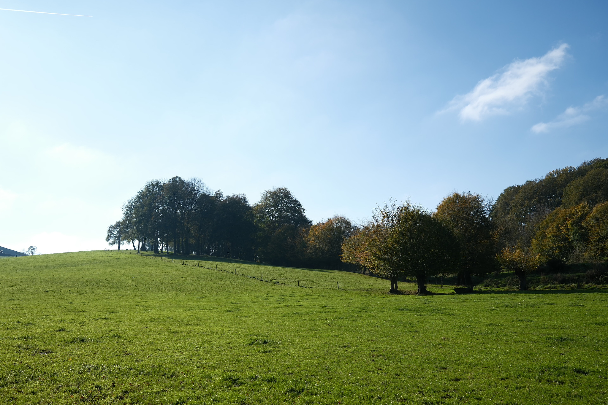 Schilderachtige helling met frisgroene weide, omzoomd door herfstbomen op de kam tegen een helderblauwe hemel in het Limburgse heuvelland.