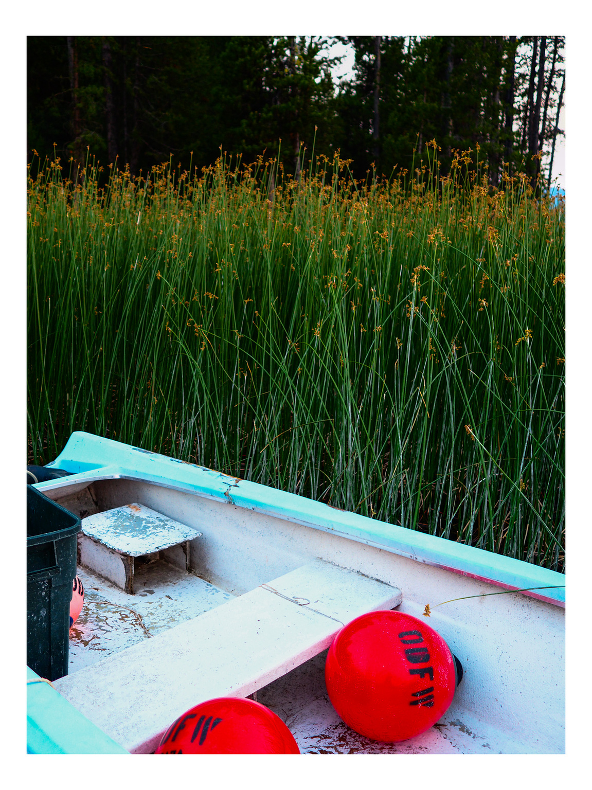 Boat with cyan trim and red floaters alongside reeds at sunset