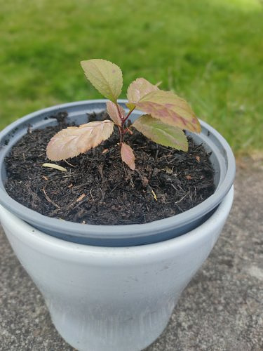 A apple plant seedling in a grey plastic pot, inside a white ceramic pot.