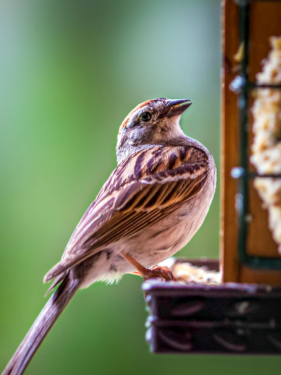 Sparrow at bird feeder outside our kitchen window.