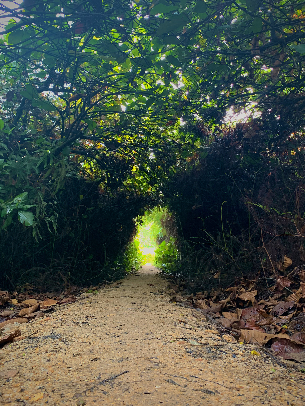 Tree covered pathway