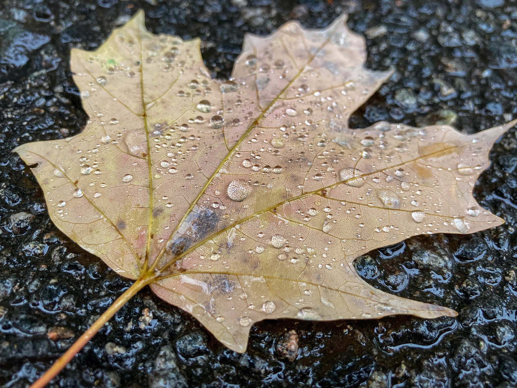 Rain Drops on Maple Leaf