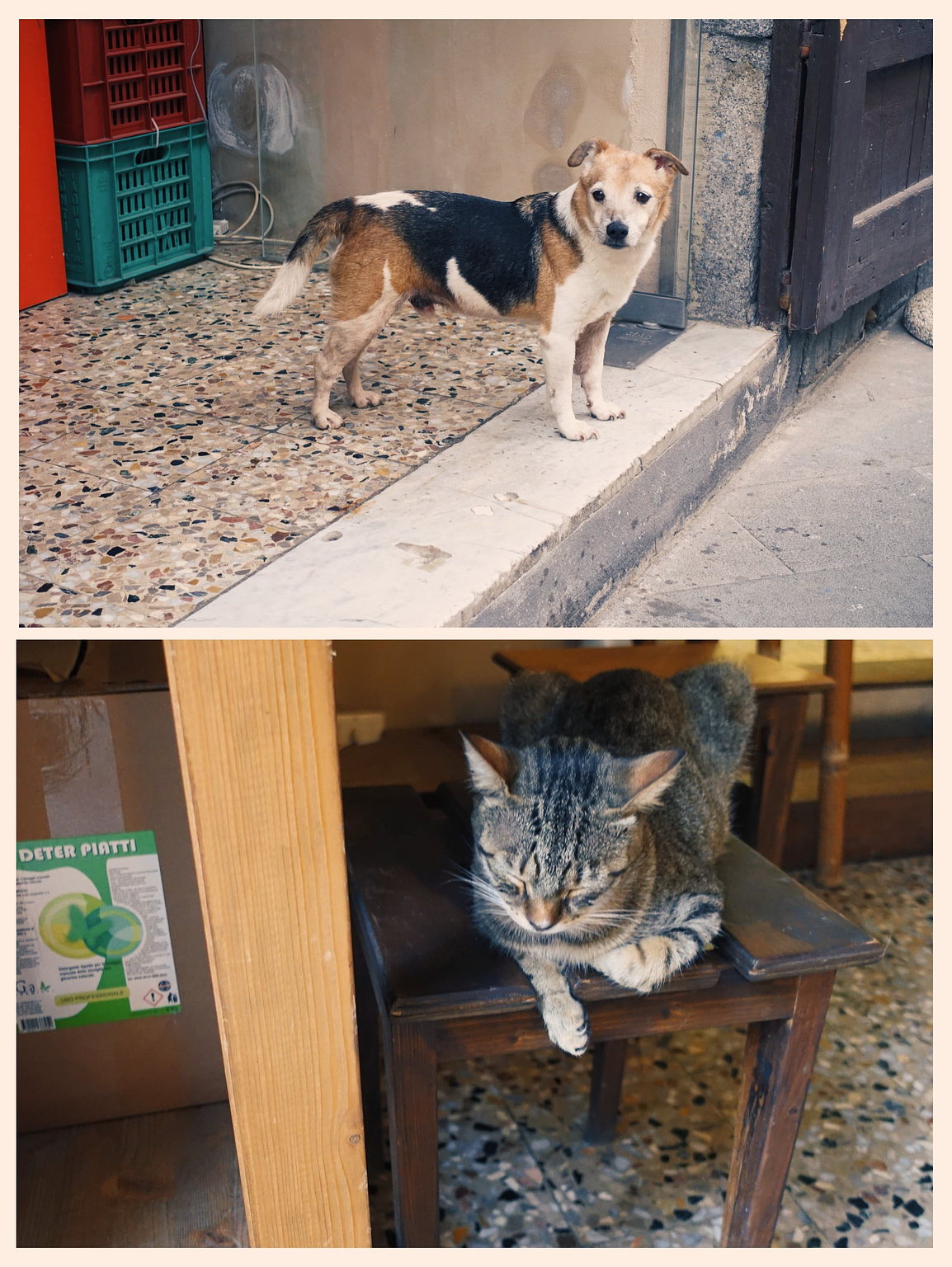 een collage van een oude hond en een jonge kat in bar Nievski in Catania