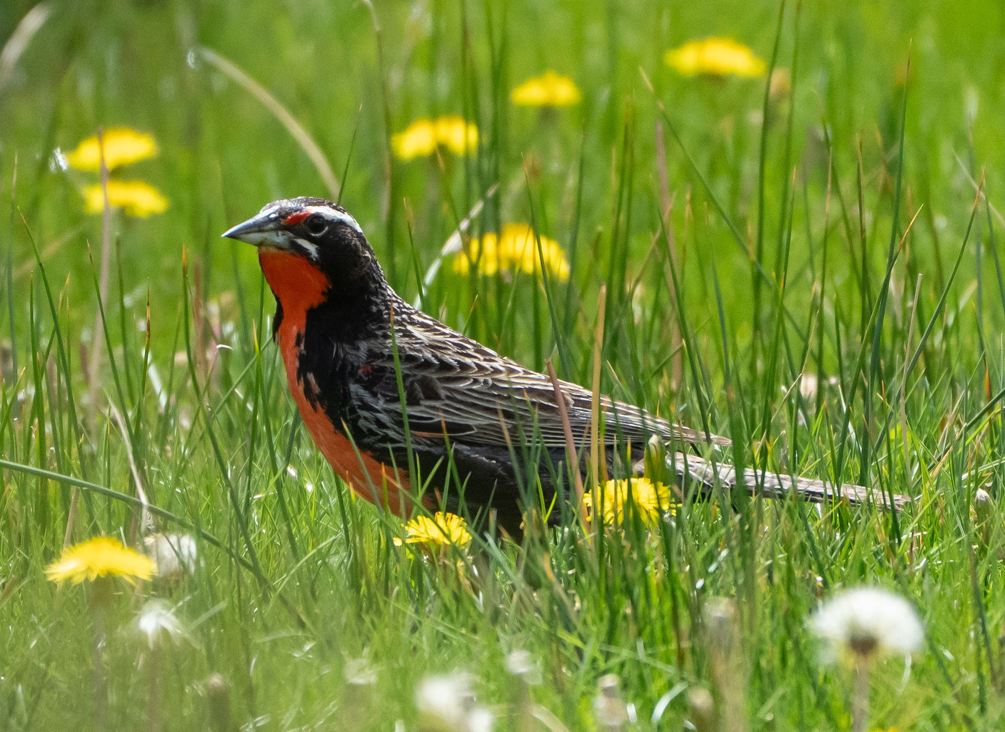 Long-tailed Meadowlark male