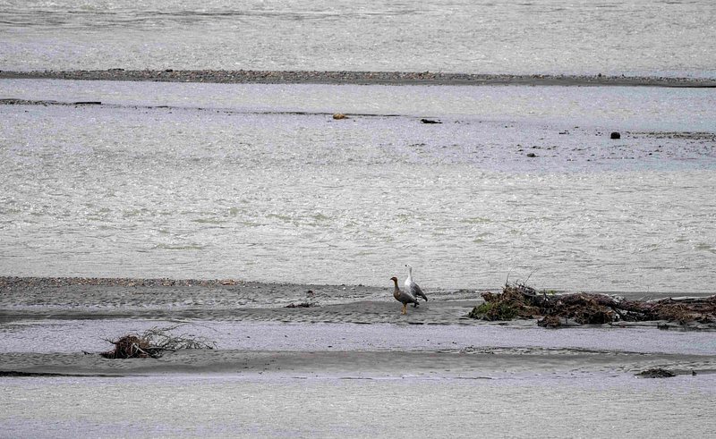 Upland Goose pair 