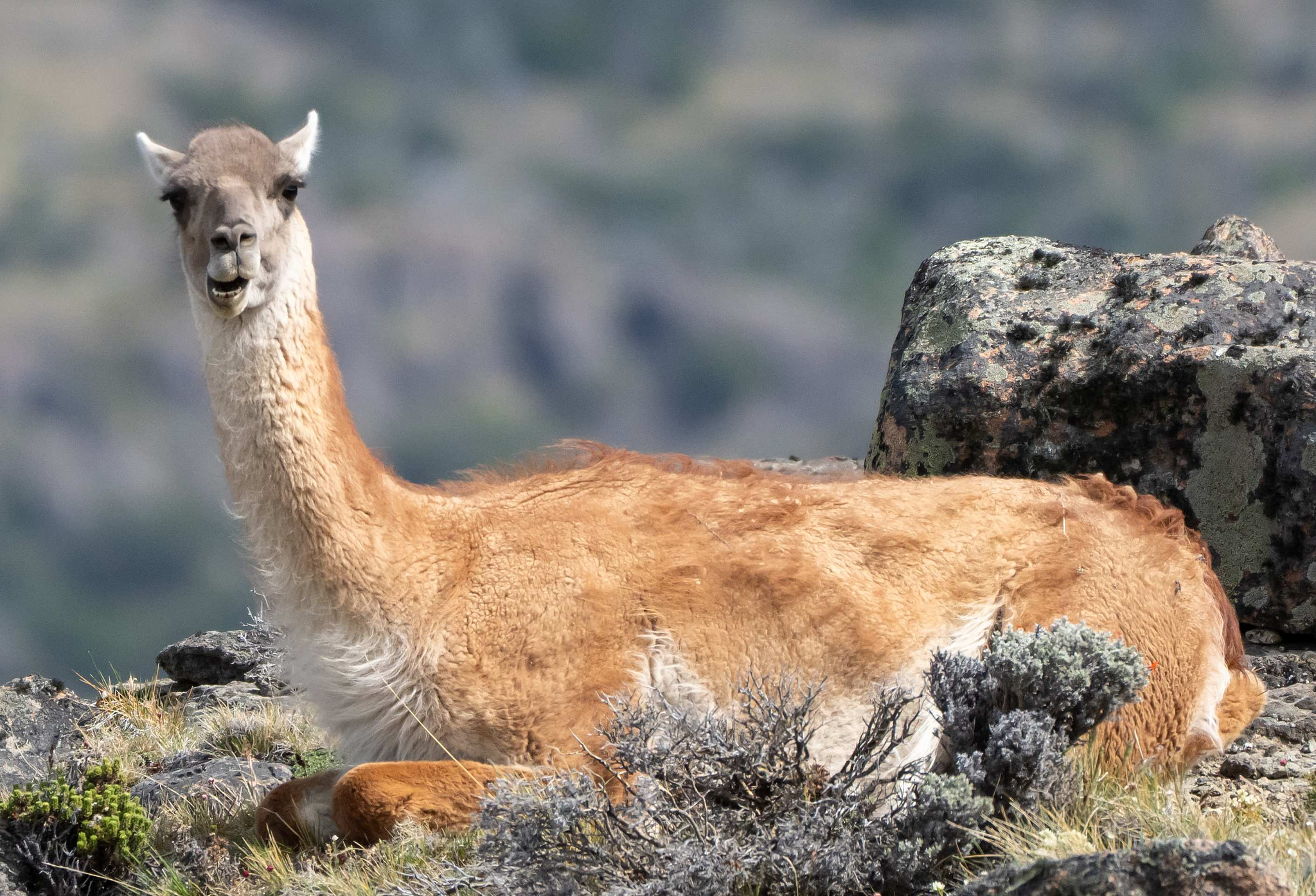 Guanaco resting 