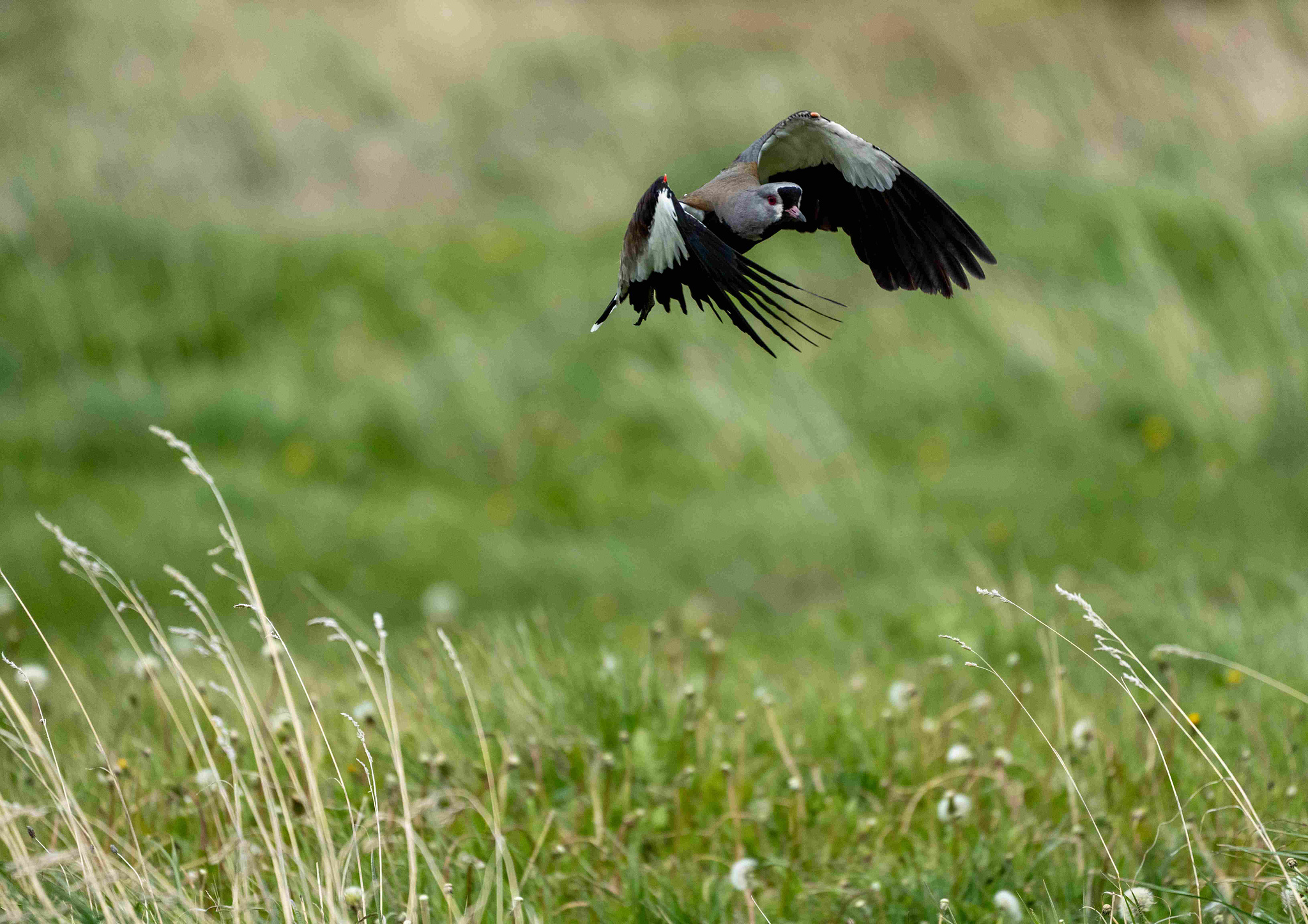 Southern Lapwing flying 