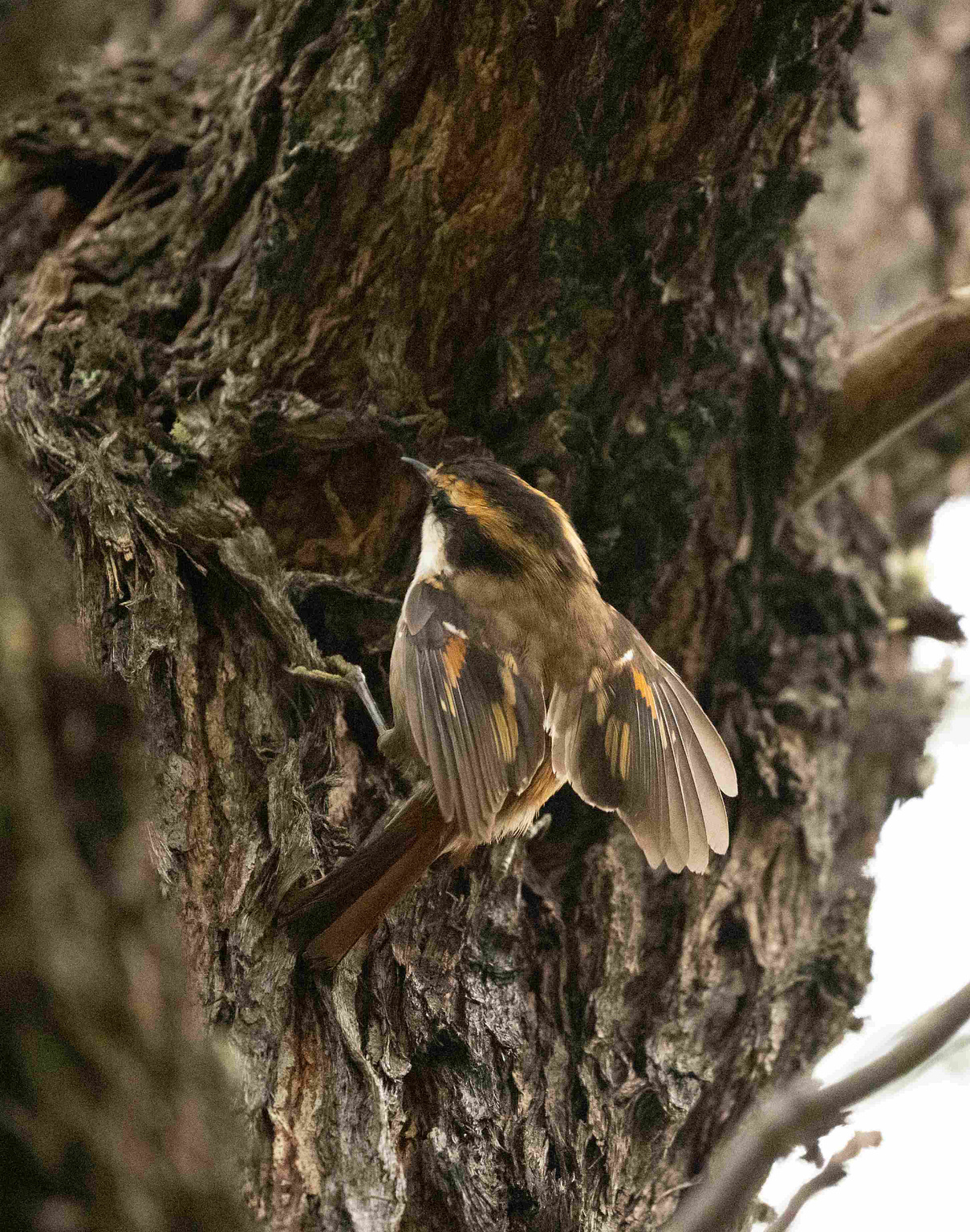 Thorn-tailed Rayadito searching for insects 