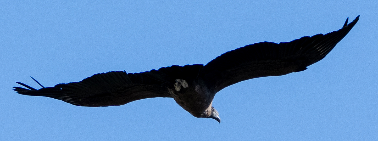 Andean Condor 