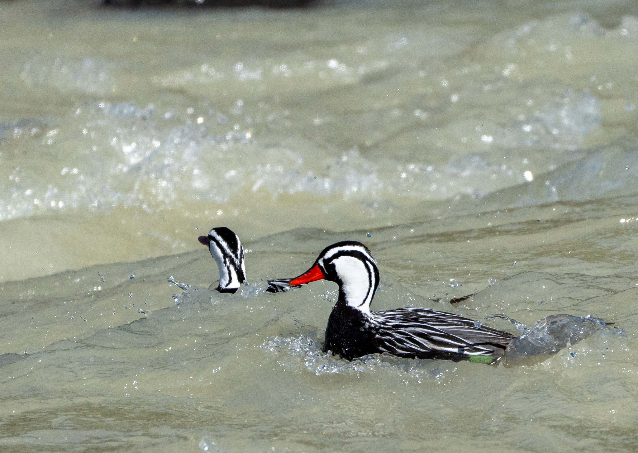 Male Torrent Ducks in Rio Fitzroy 