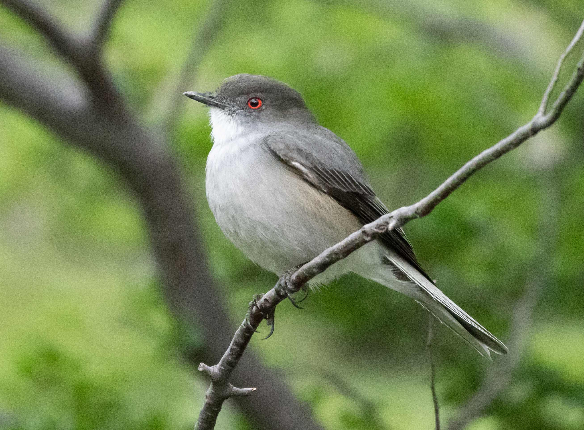 Fire-eyed Diucon perched on a branch 