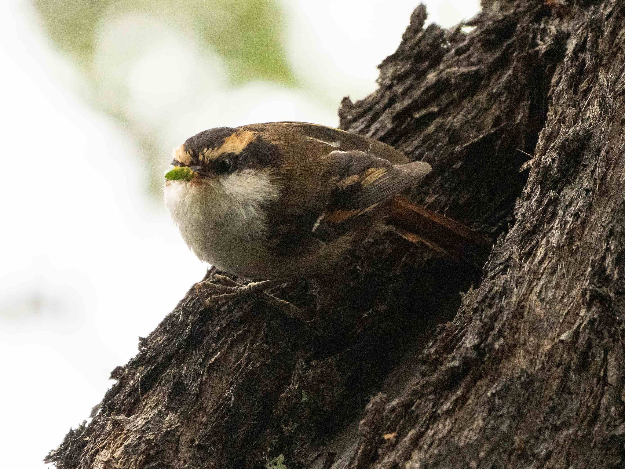 Thorn-tailed Rayadito with insect looking straight into the camera 
