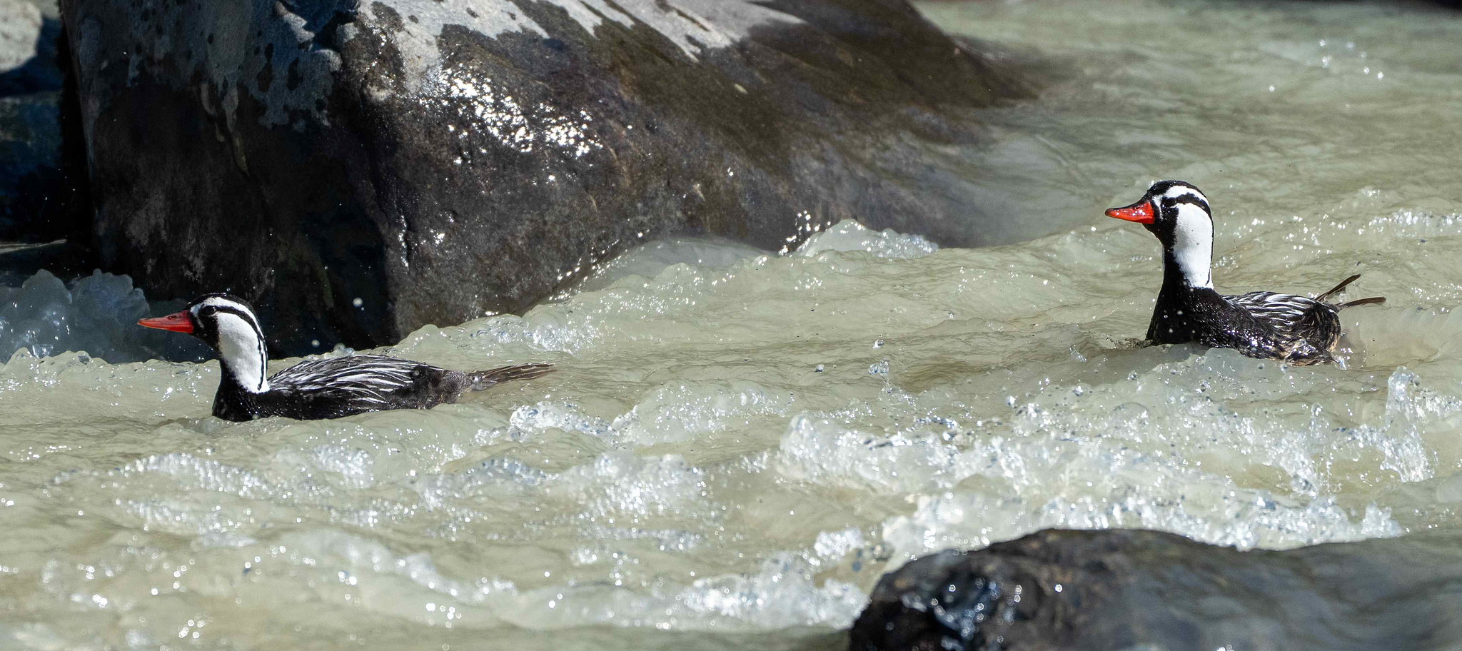 Male Torrent Ducks in Rio Fitzroy 